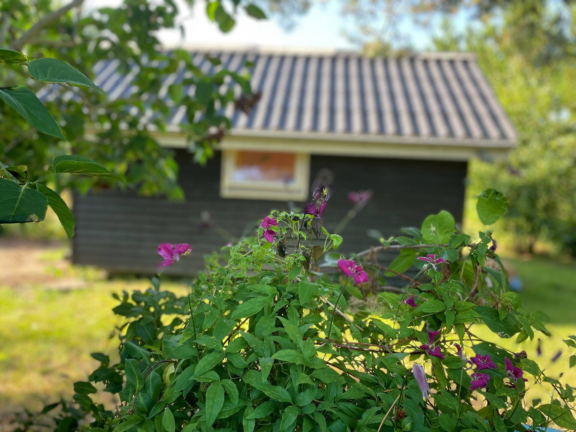Tina's garden shed