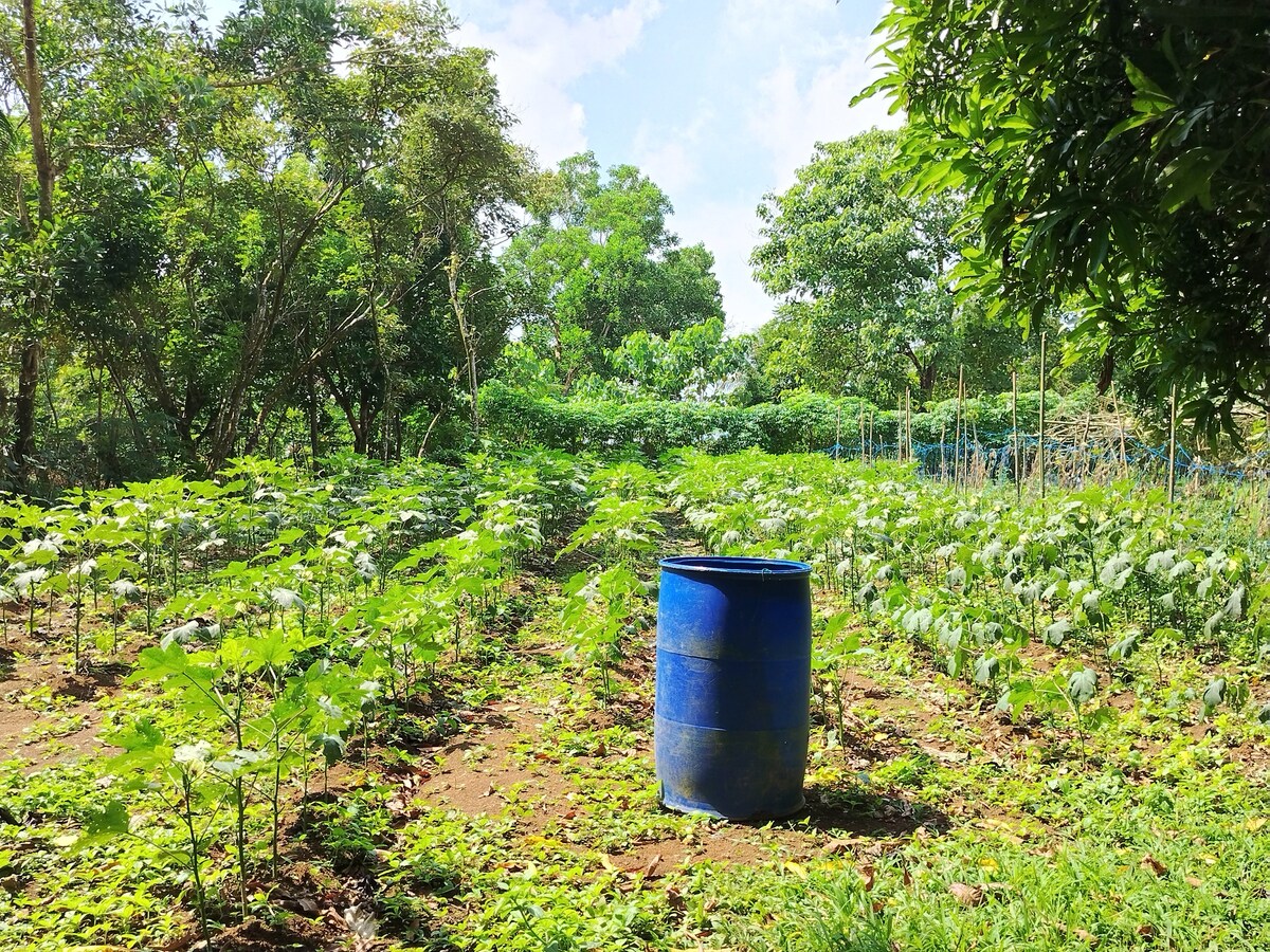 A thriving farm area is depicted, featuring a variety of green plants growing in neat rows. A large blue barrel is placed in the foreground, surrounded by lush trees and under a clear sky, showcasing the natural beauty of the surroundings.