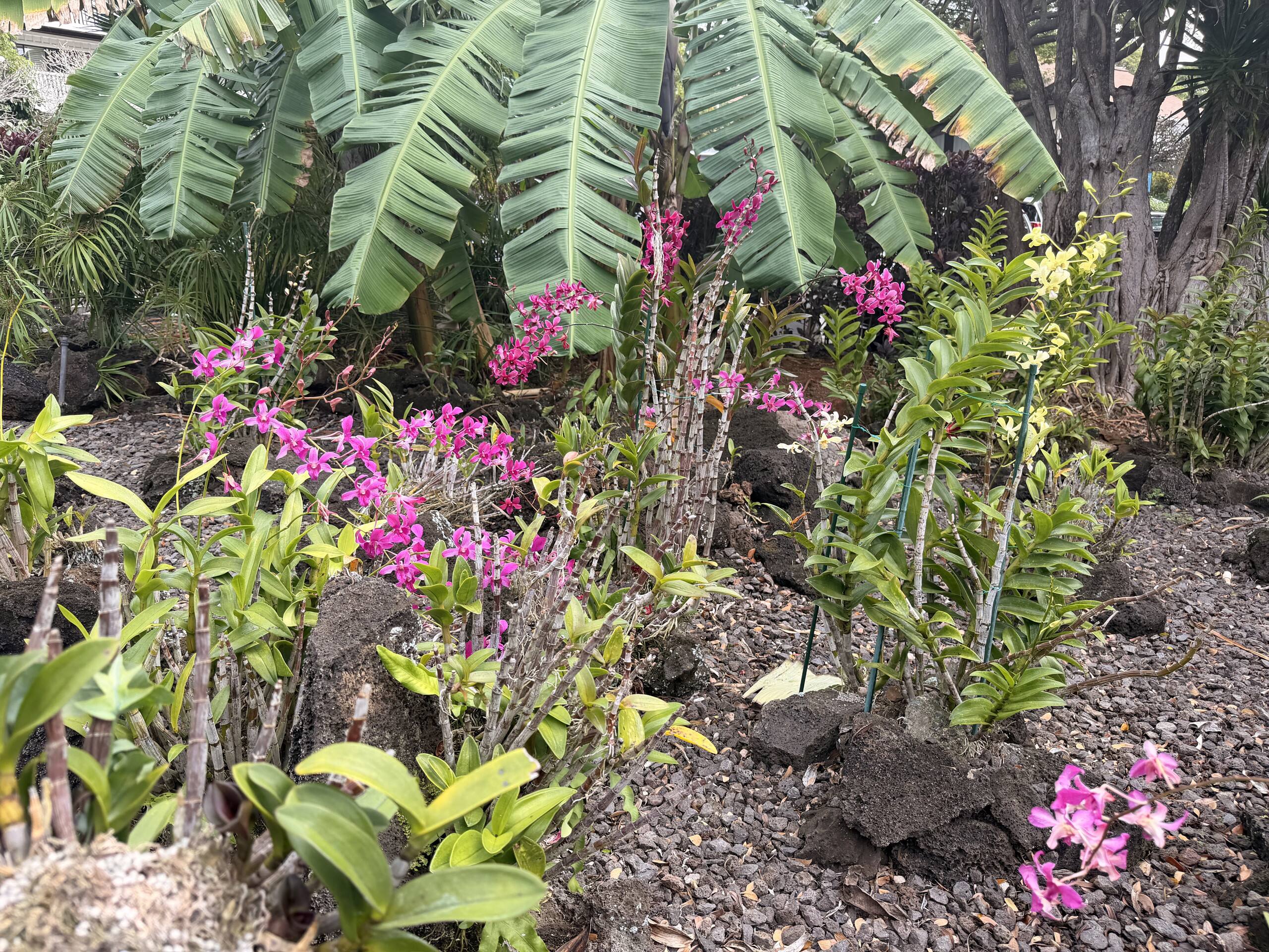 Condo in Koloa · ★4.76 · 1 bedroom · 2 beds · 1 bath - Photo 26