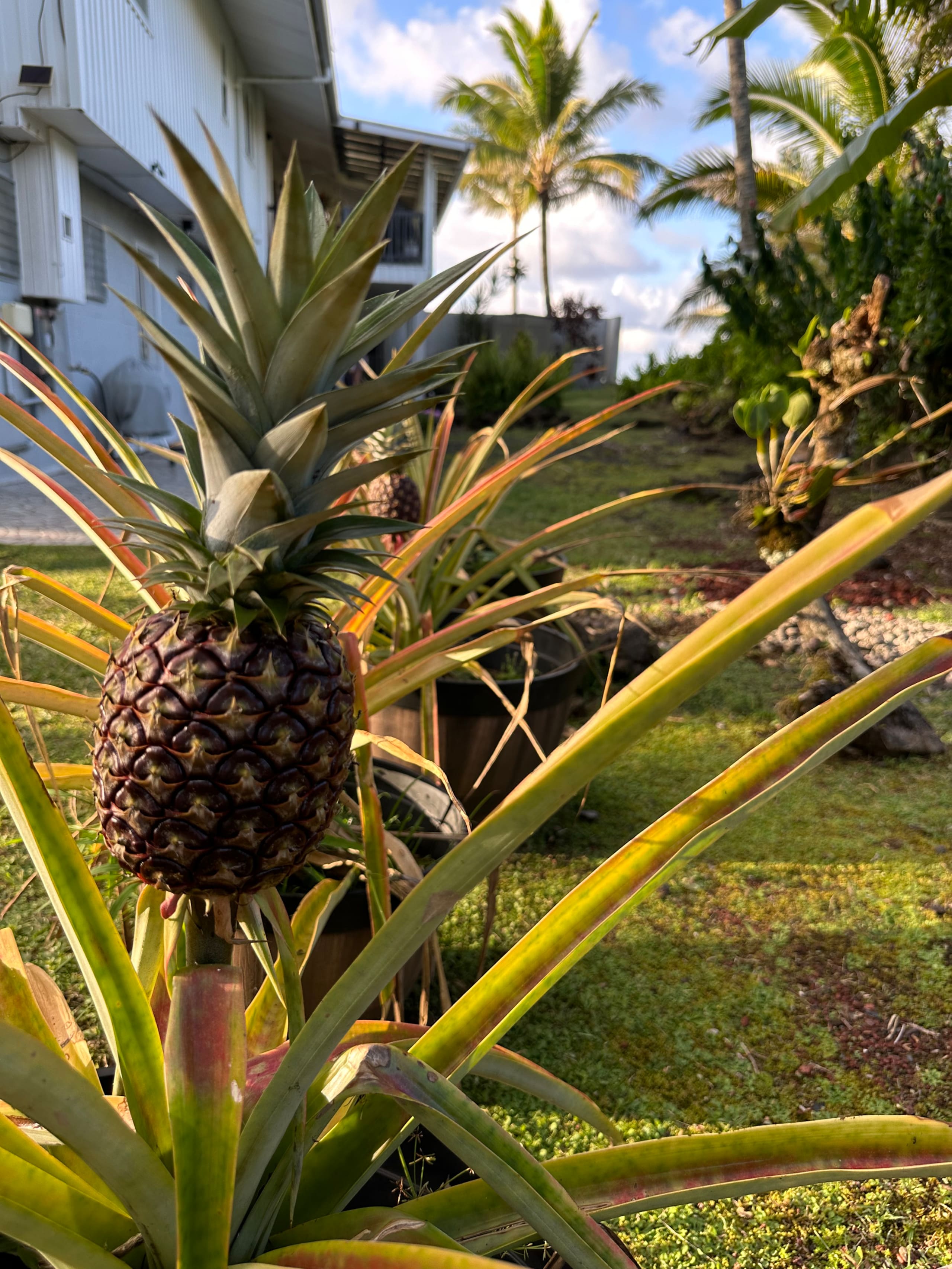 Home in Keaau · ★5.0 · 4 bedrooms · 6 beds · 2 private baths - Image 31