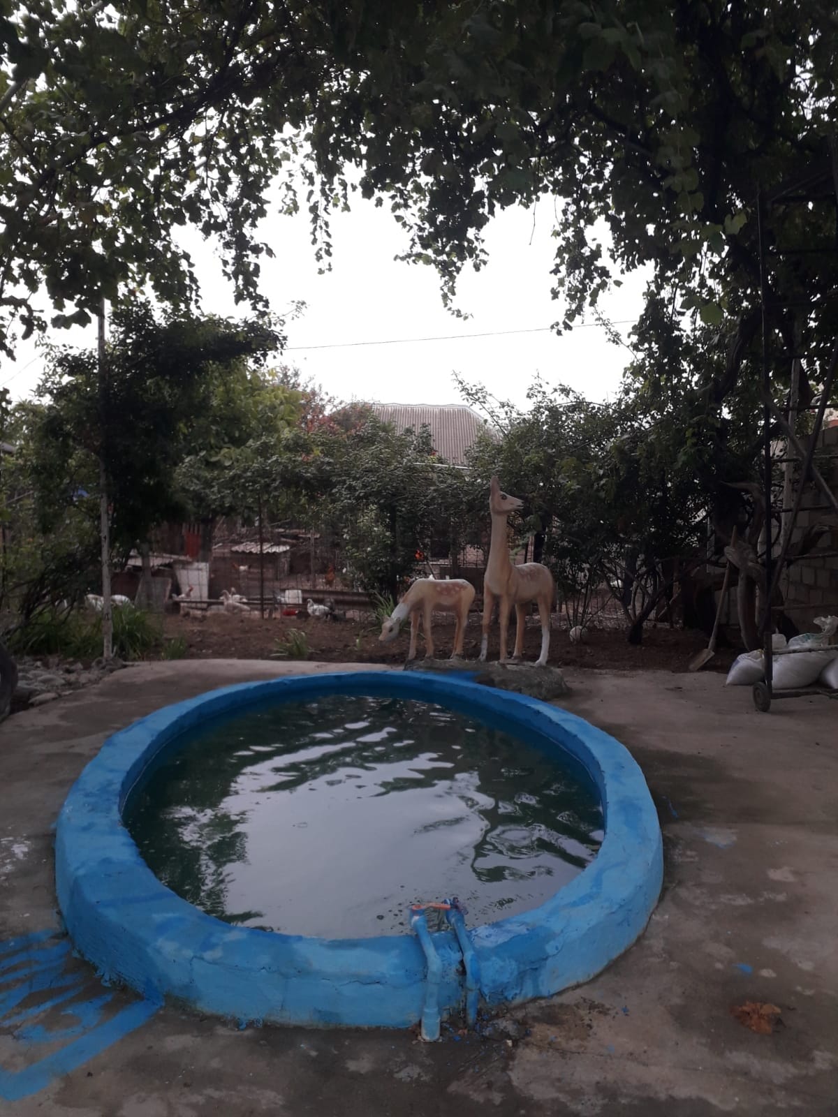 A circular pool is visible, surrounded by greenery and foliage. Two decorative giraffe sculptures stand nearby, adding a playful touch. The concrete area is spacious, allowing for outdoor relaxation and enjoyment of the natural surroundings.