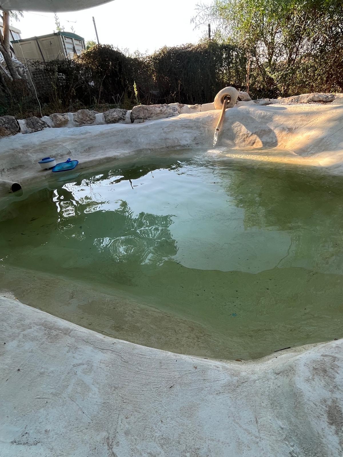 A natural pool is surrounded by smooth stone edges, with calm green water reflecting the surrounding greenery. The tranquil setting is enhanced by soft light filtering through nearby trees, creating a serene atmosphere for relaxation.