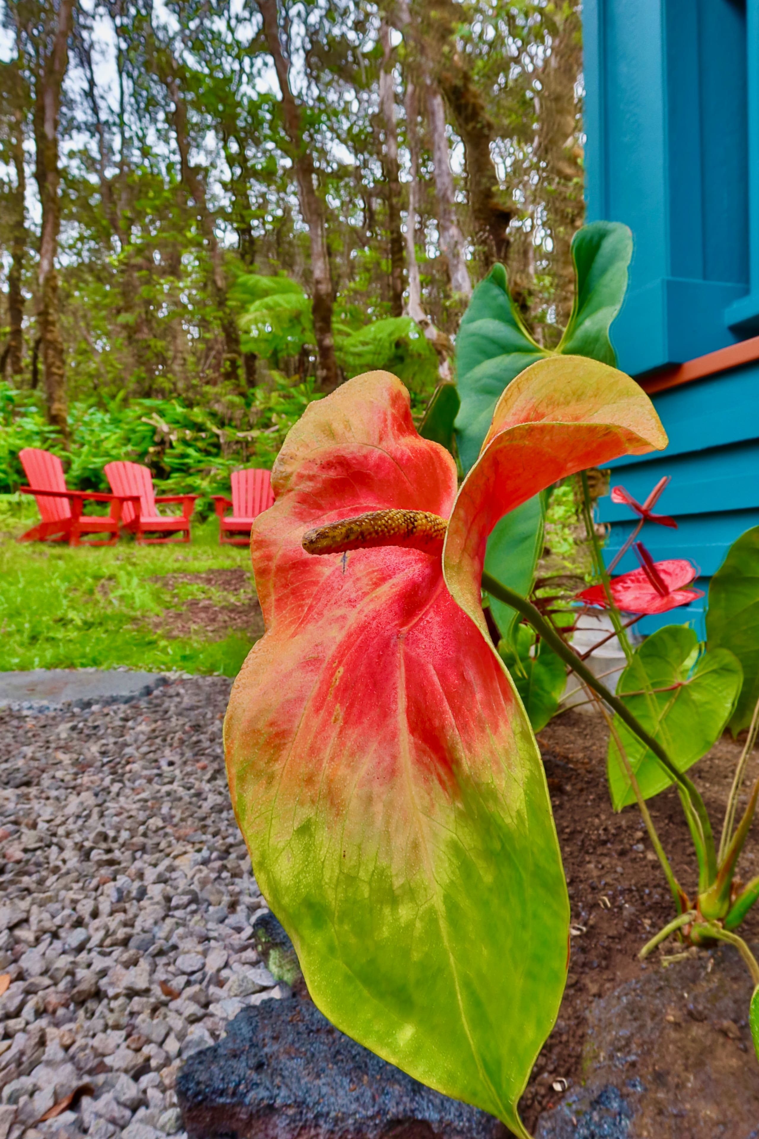 Home in Mauna Loa Estates · ★5.0 · 3 bedrooms · 4 beds · 2 baths - Photo 20