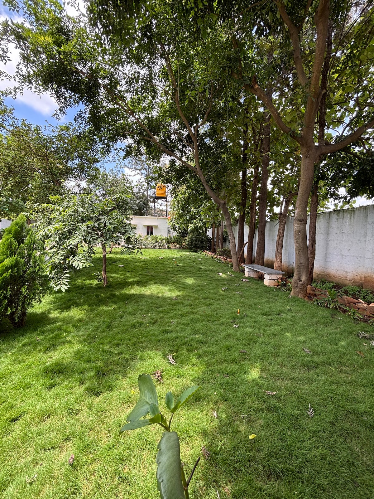 A lush green lawn is framed by tall trees, providing a shaded area within the property. A white wall forms the backdrop, with a glimpse of a building visible through the foliage. Stone benches are placed along the side, enhancing the outdoor space.