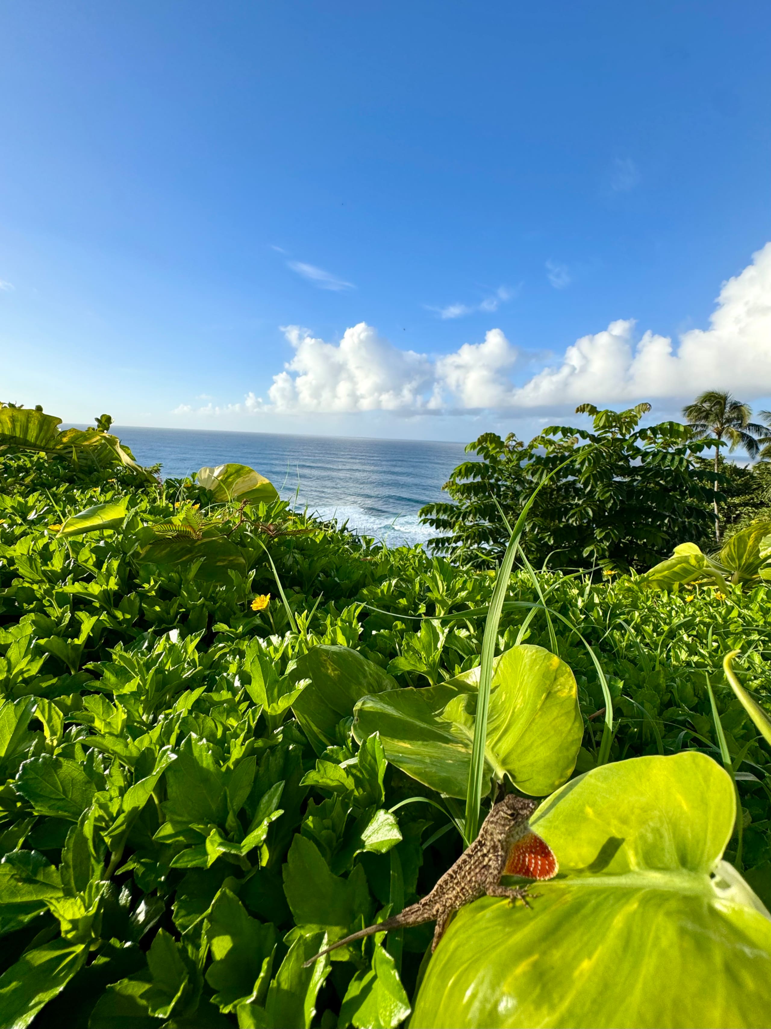 Townhouse in Princeville · ★4.97 · 2 bedrooms · 6 beds · 2 baths - Image 24