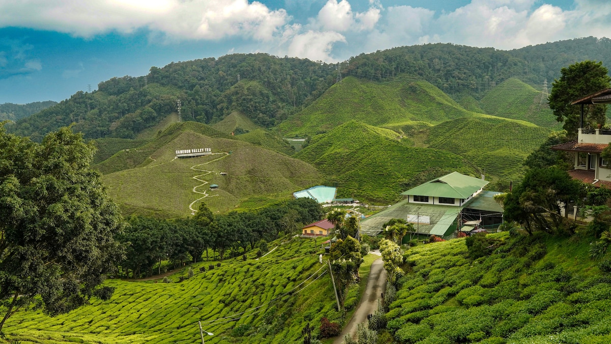 A panoramic view reveals lush green tea plantations rolling across the hills. The vibrant greenery is complemented by the backdrop of distant mountains under a partly cloudy sky. A few structures, including a large building and smaller huts, are nestled among the terraces.