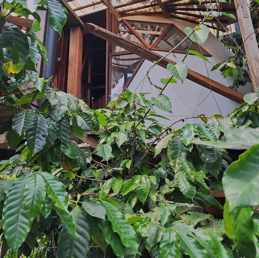 Lush green foliage envelops the structure, emphasizing an organic connection with nature. The wooden architecture is partially visible through the abundant leaves, creating a harmonious blend of natural elements and modern design.