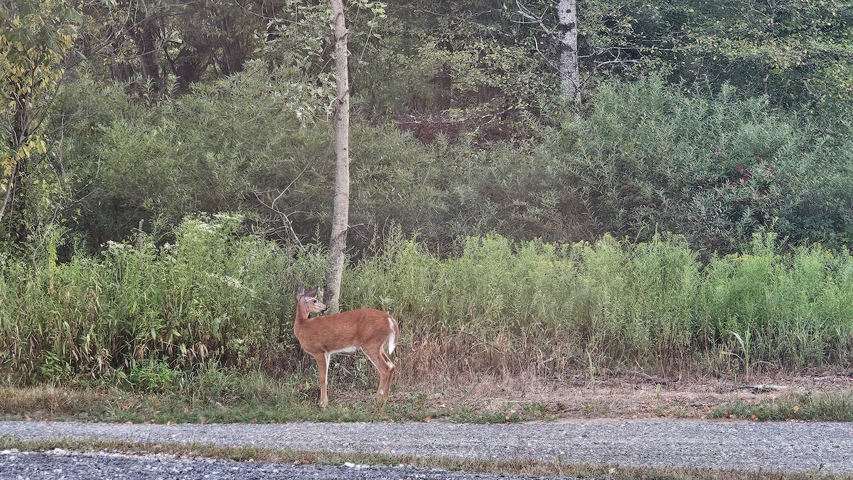 Additional photos image 9 at Misty Hollow Acres in Emporium