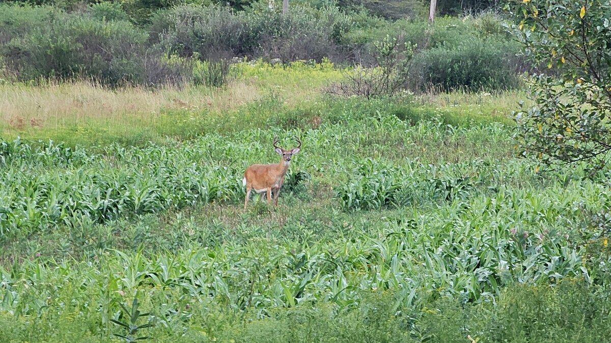 Additional photos image 12 at Misty Hollow Acres in Emporium