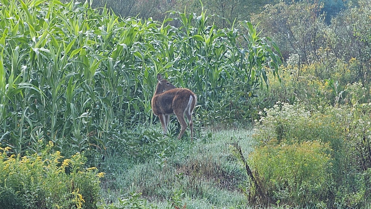 Additional photos image 11 at Misty Hollow Acres in Emporium