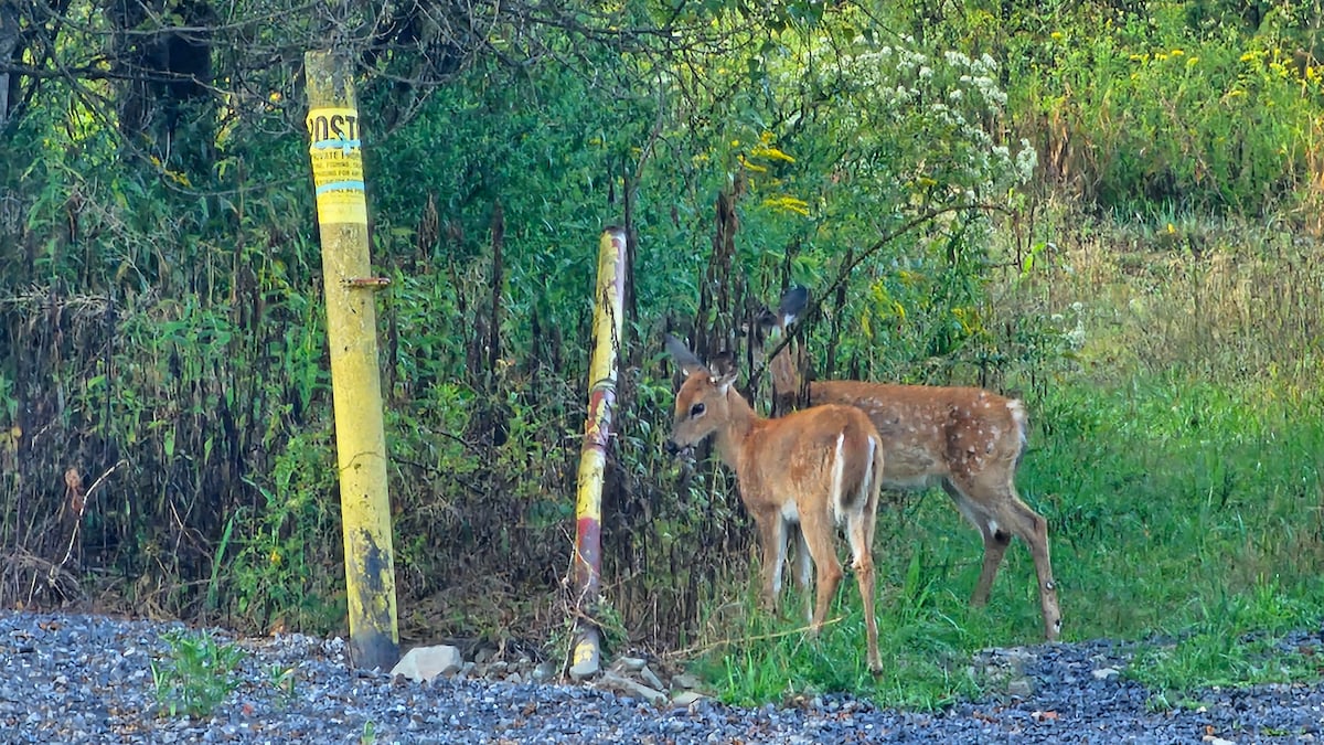 Additional photos image 4 at Misty Hollow Acres in Emporium