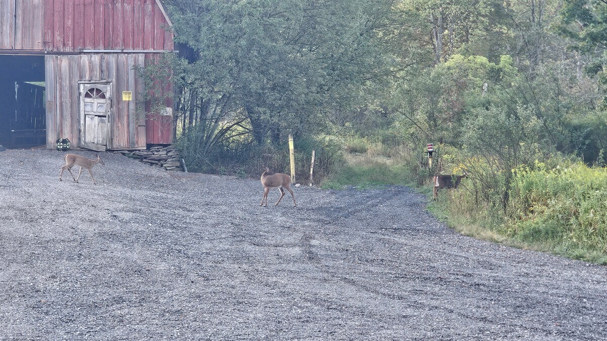 Additional photos image 8 at Misty Hollow Acres in Emporium