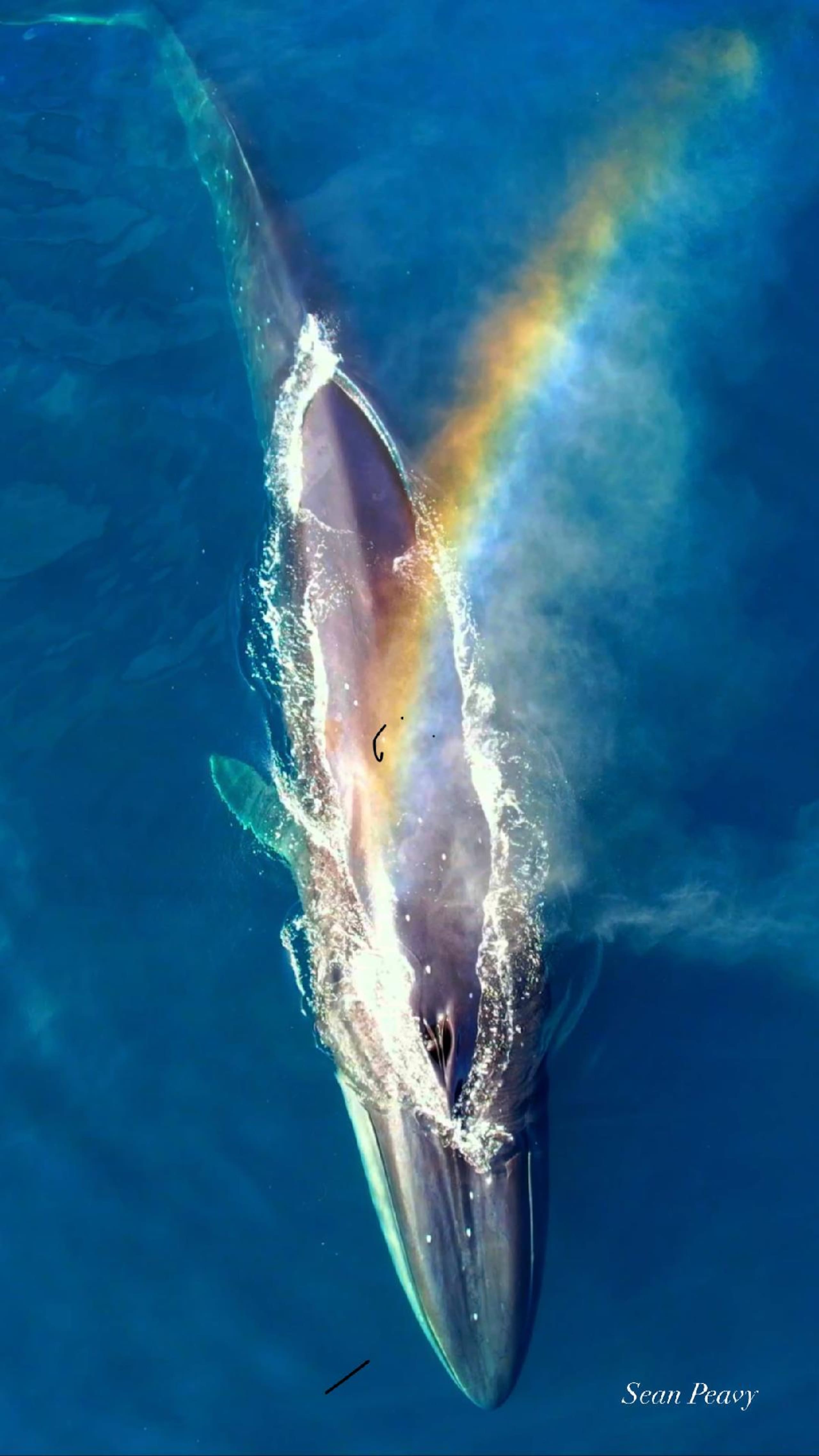 Ala Kohala AKA Whale Pathway - Image 57