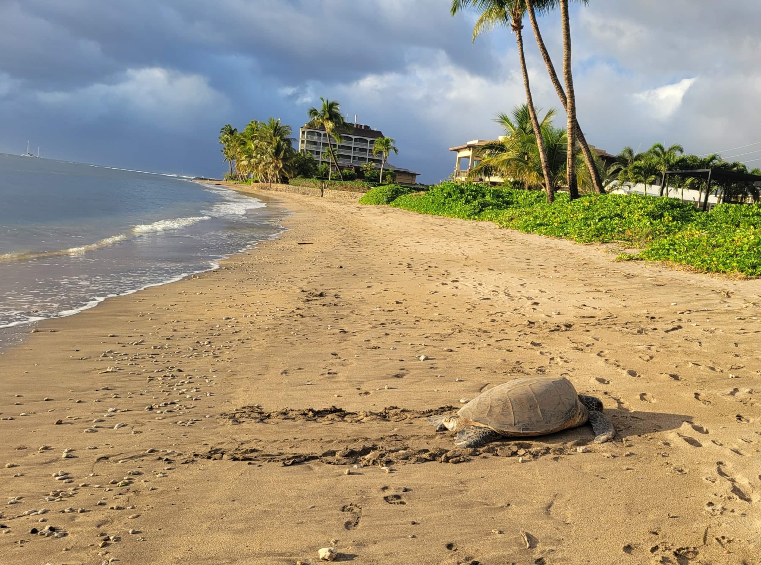 Condo in Lahaina · ★5.0 · 1 bedroom · 2 beds · 2 baths - Image 53