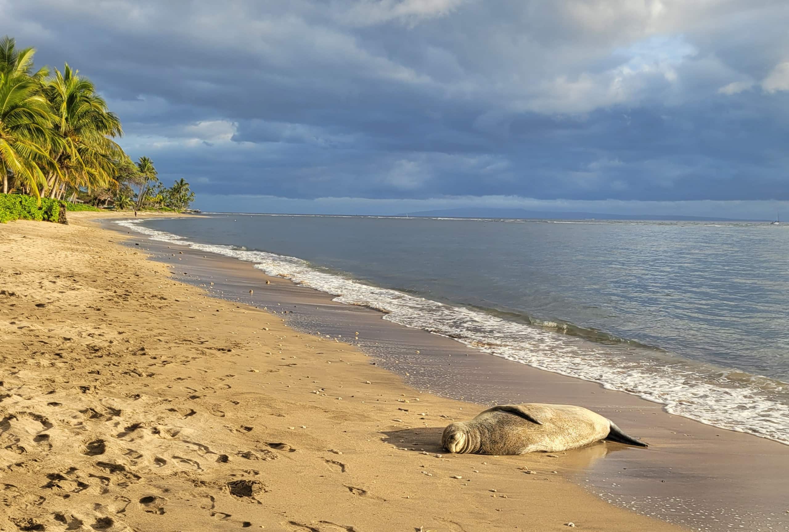 Condo in Lahaina · ★5.0 · 1 bedroom · 2 beds · 2 baths - Image 52