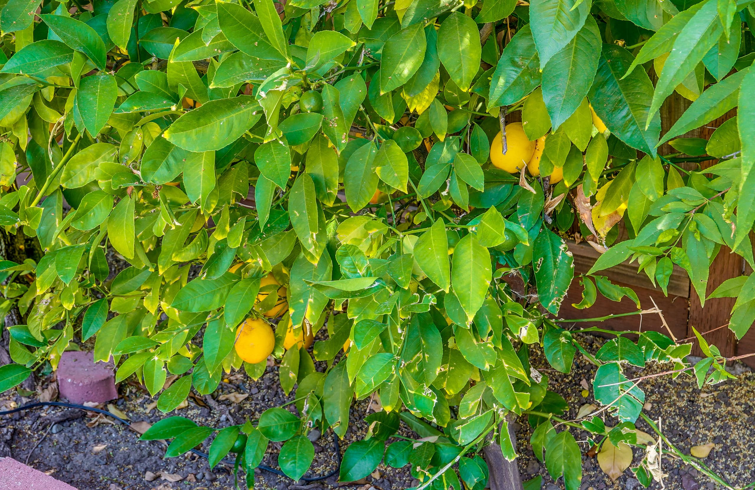 Tuscan Library Home with Citrus Garden - Photo 35
