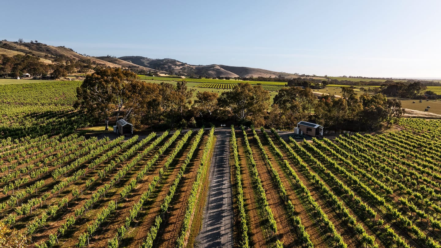 Seabrook Vineyard