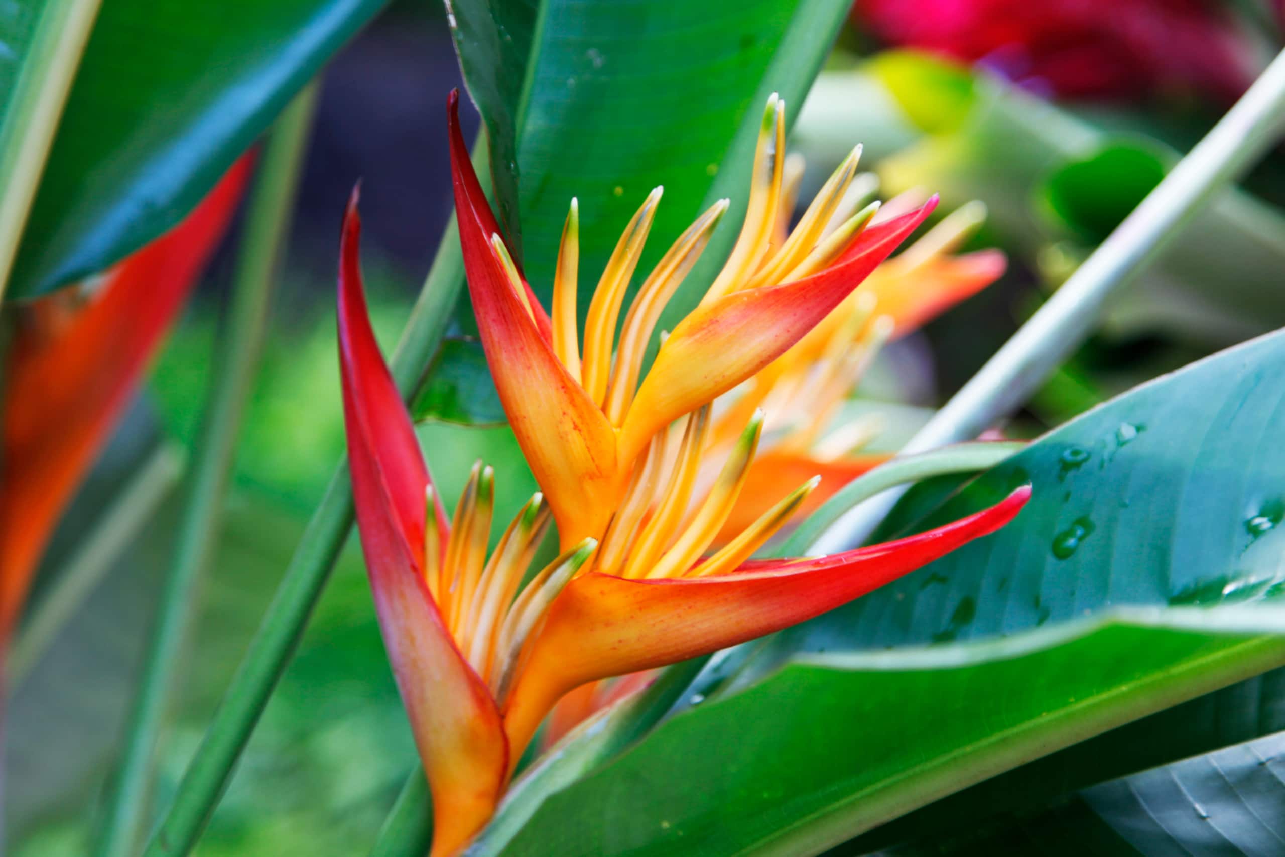 Welcome to your slice of paradise with AC! - Image 39