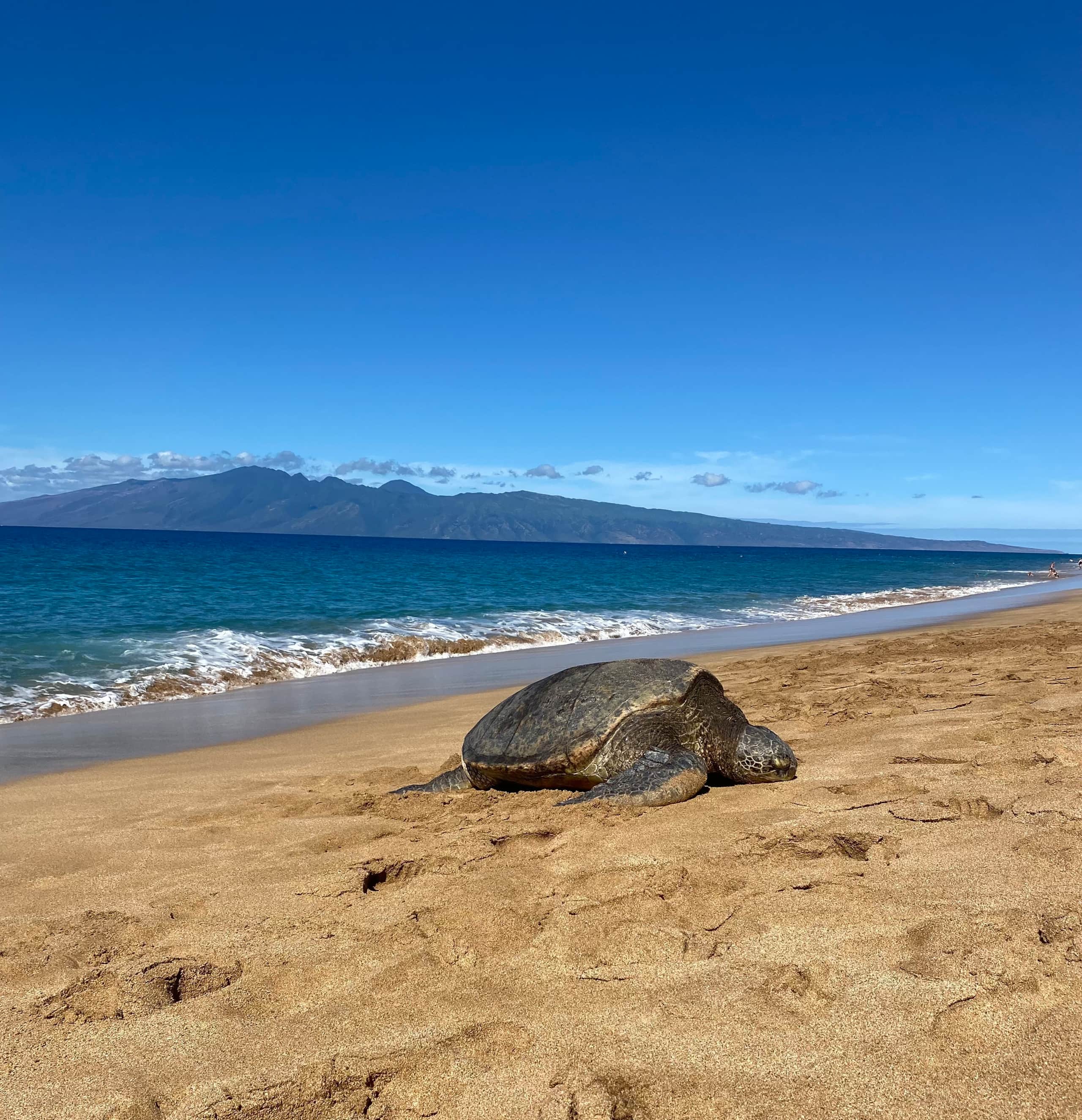 Condo in Lahaina · ★4.75 · 1 bedroom · 2 beds · 1 bath - Image 23