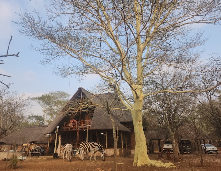 Fever Tree - Marloth Park