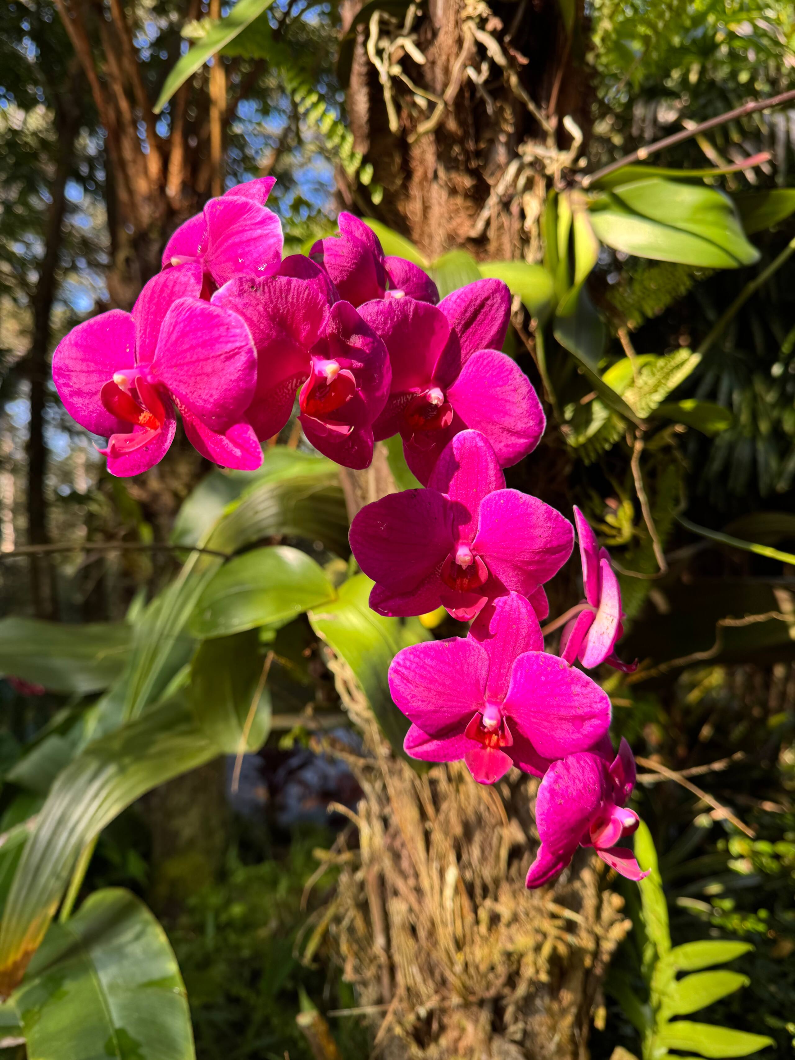 Romantic Private Forest Guest House TA065882726401 - Image 113