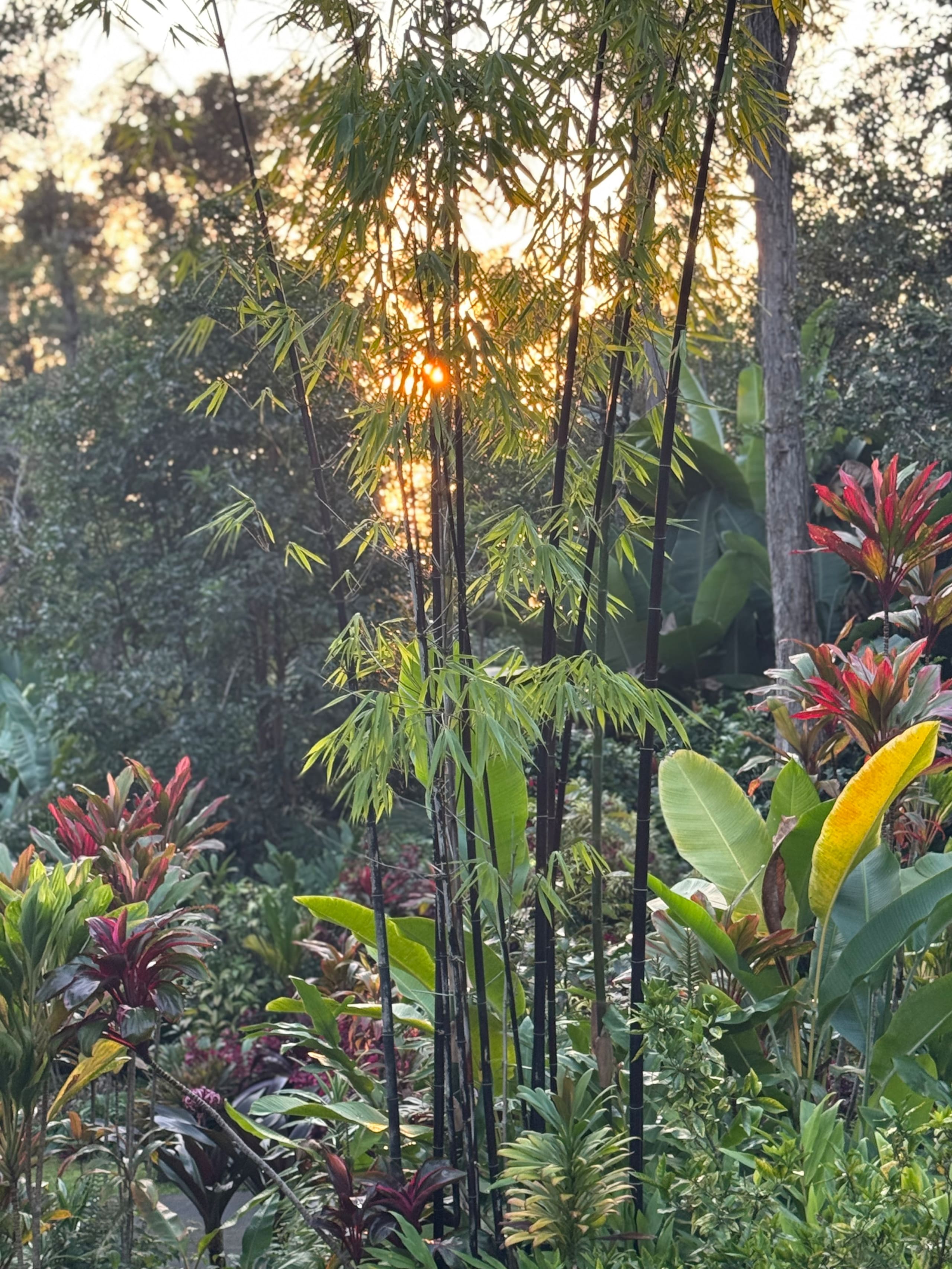 Romantic Private Forest Guest House TA065882726401 - Image 92
