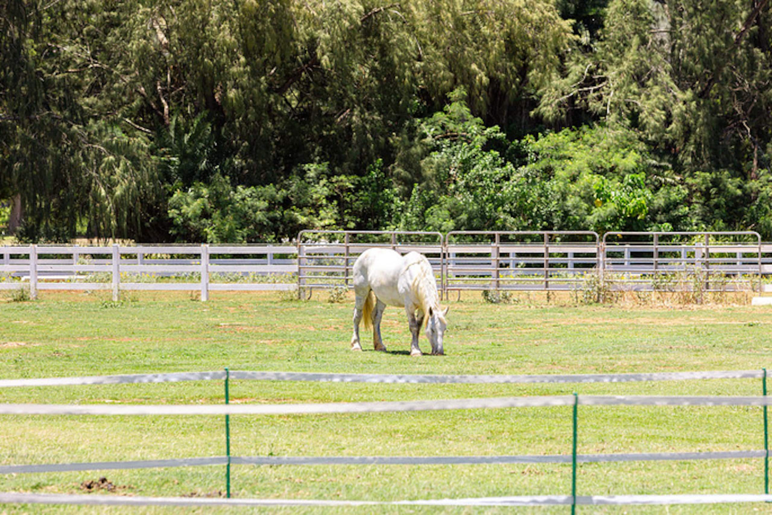 Home in Kahuku · ★5.0 · 1 bedroom · 2 beds · 1 private bath - Image 47
