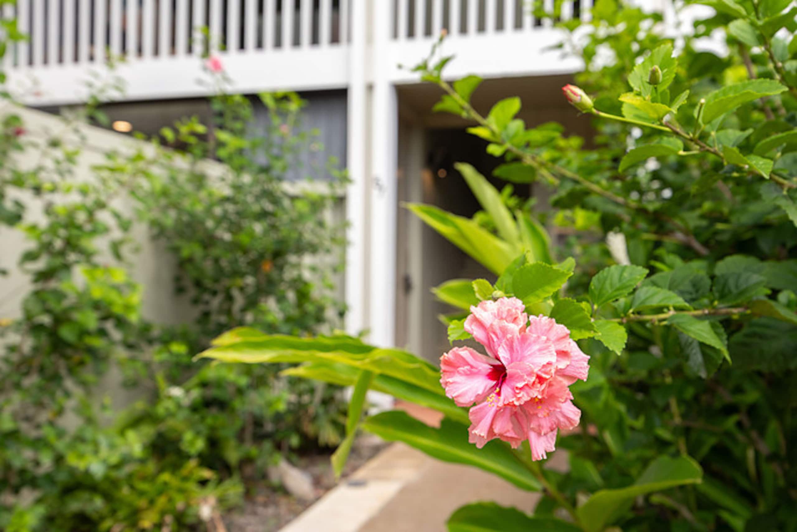 Home in Kahuku · ★5.0 · 1 bedroom · 2 beds · 1 private bath - Image 41