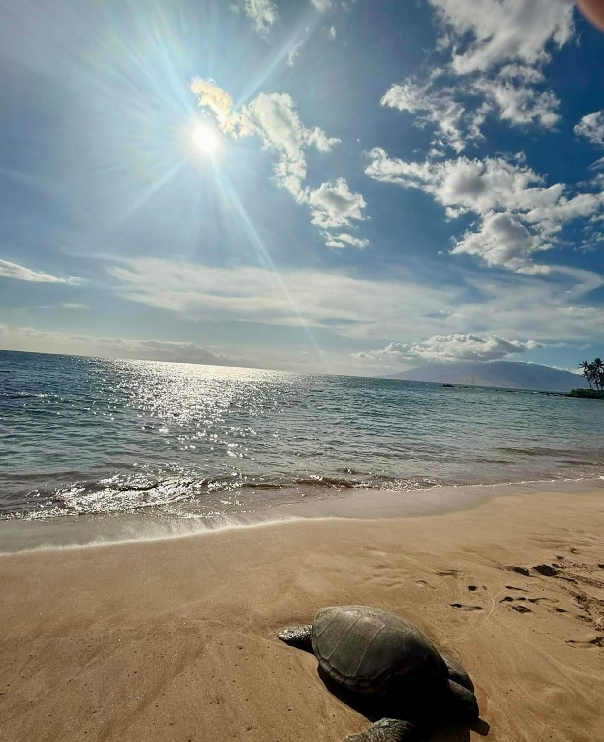 Lahaina Shores Maui Dream Beachfront Ocean Views - Image 23