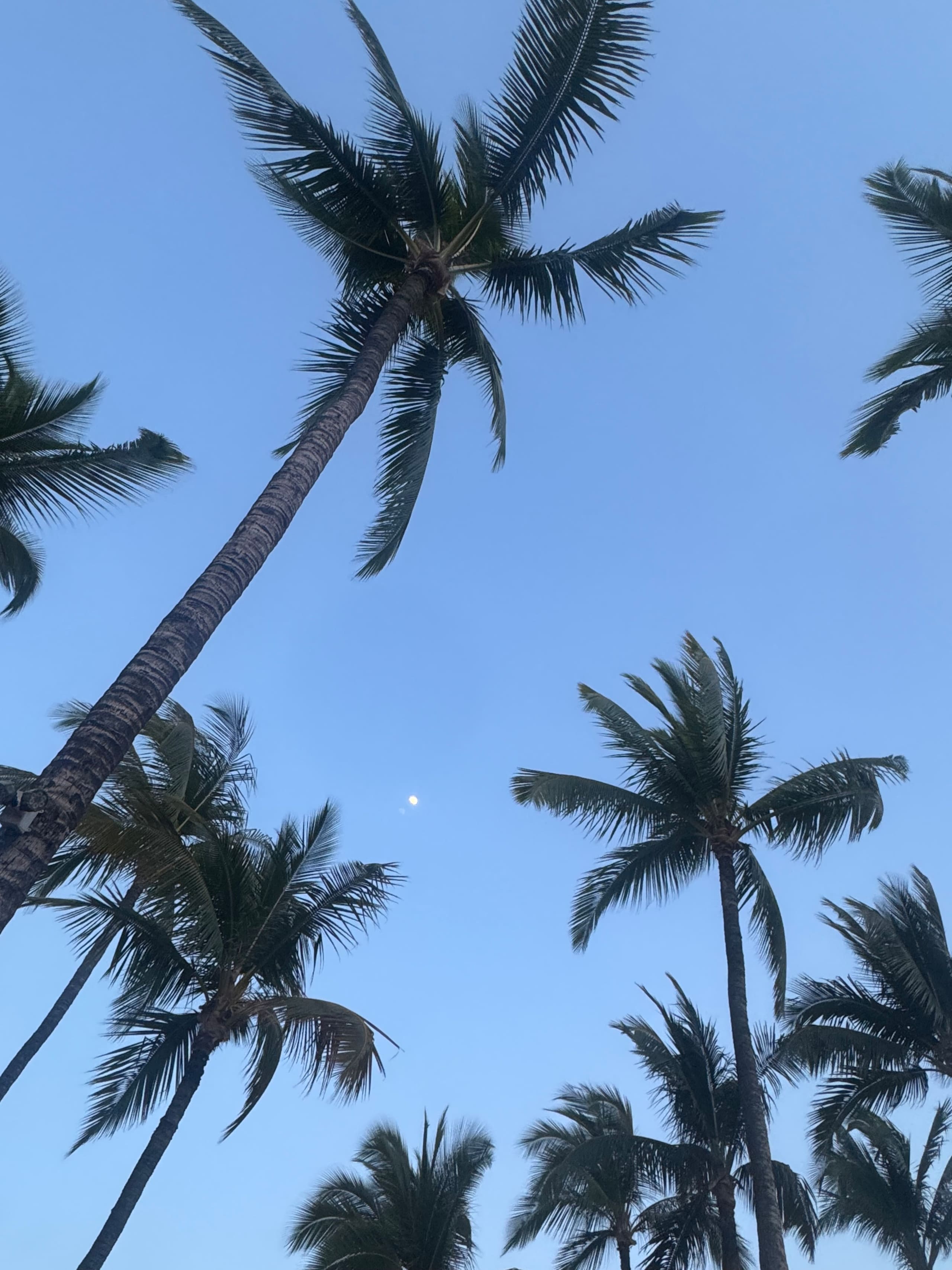Lahaina Shores Maui Dream Beachfront Ocean Views - Image 73