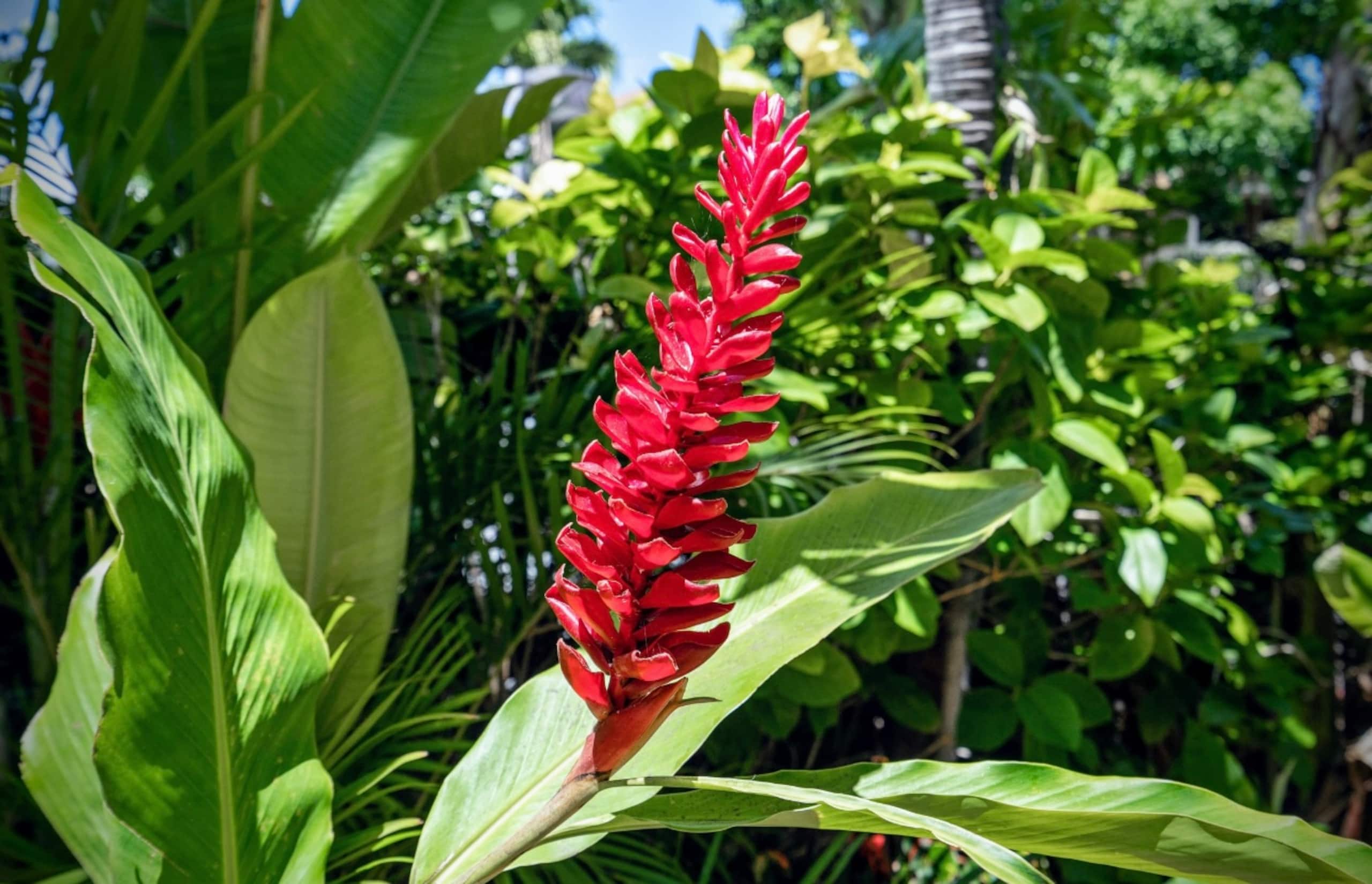 Lahaina Shores Maui Dream Beachfront Ocean Views - Image 56