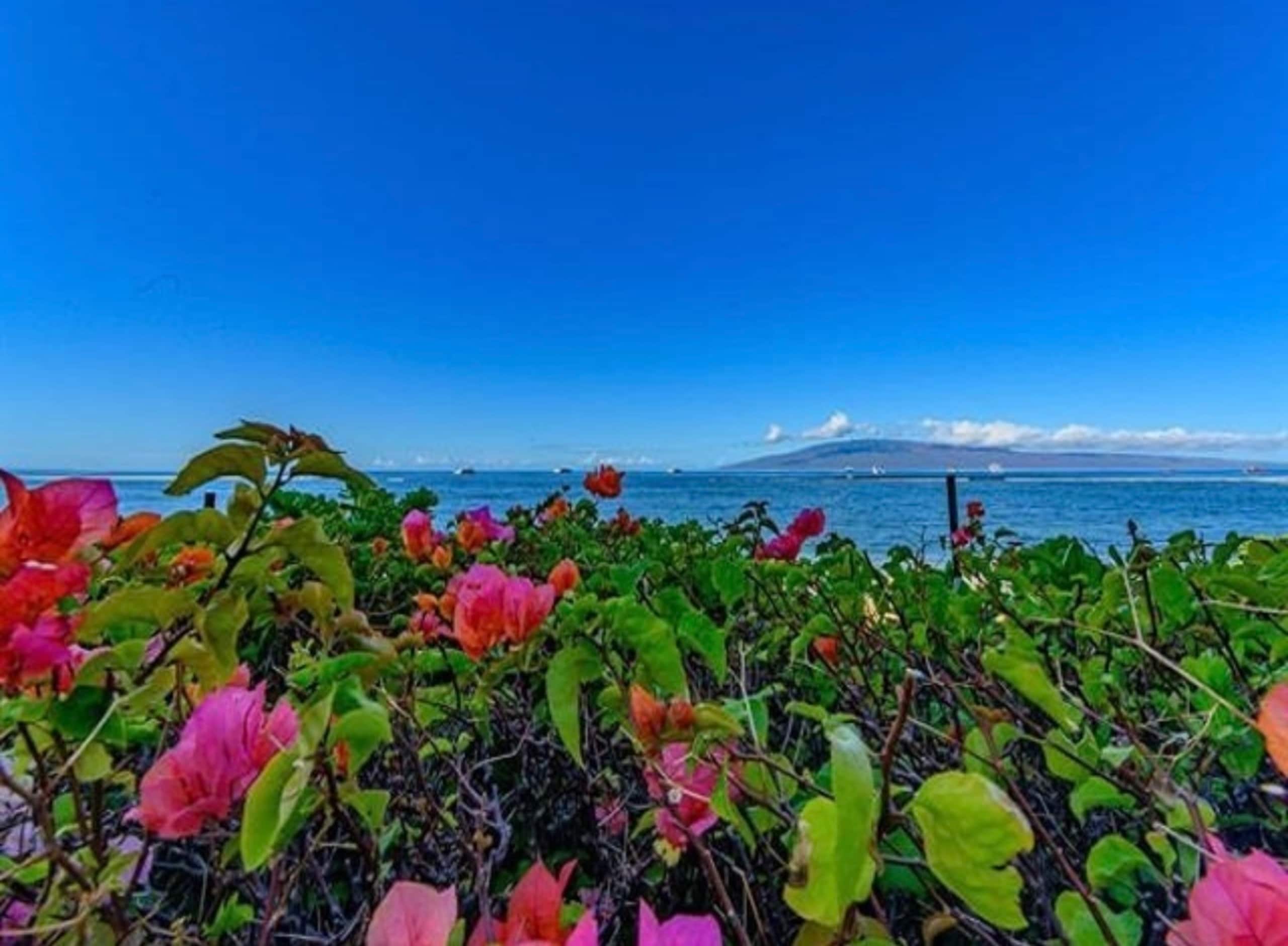 Lahaina Shores Maui Dream Beachfront Ocean Views - Image 40