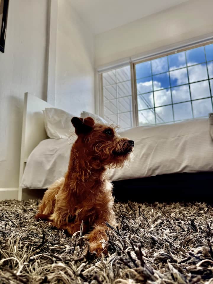 Bright & Stylish Renovated Stay | Central Sf - San Francisco, CA