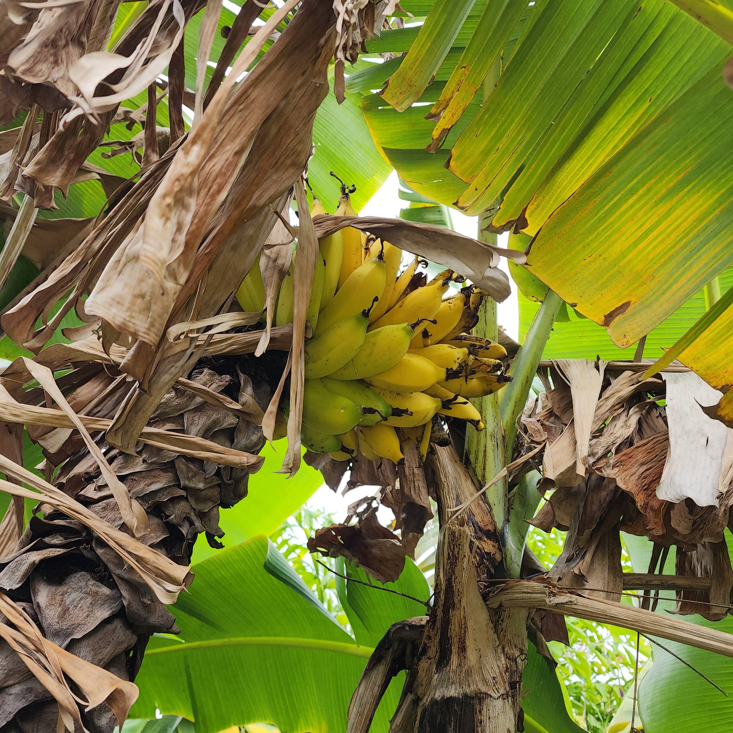 Home in Kailua-Kona · ★4.67 · 2 bedrooms · 3 beds · 1 private bath - Photo 28