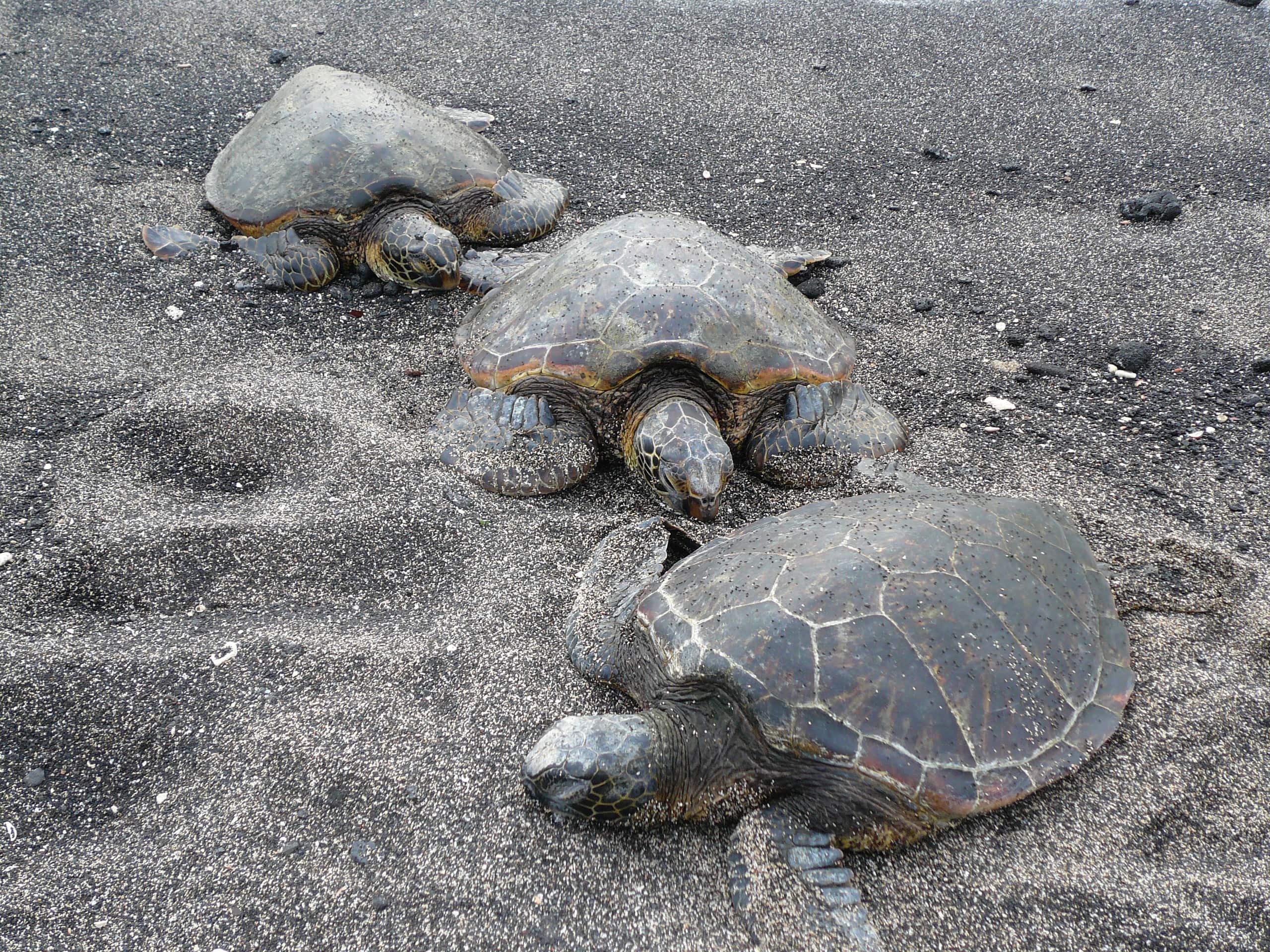 Home in Kailua-Kona · ★4.67 · 2 bedrooms · 3 beds · 1 private bath - Photo 42