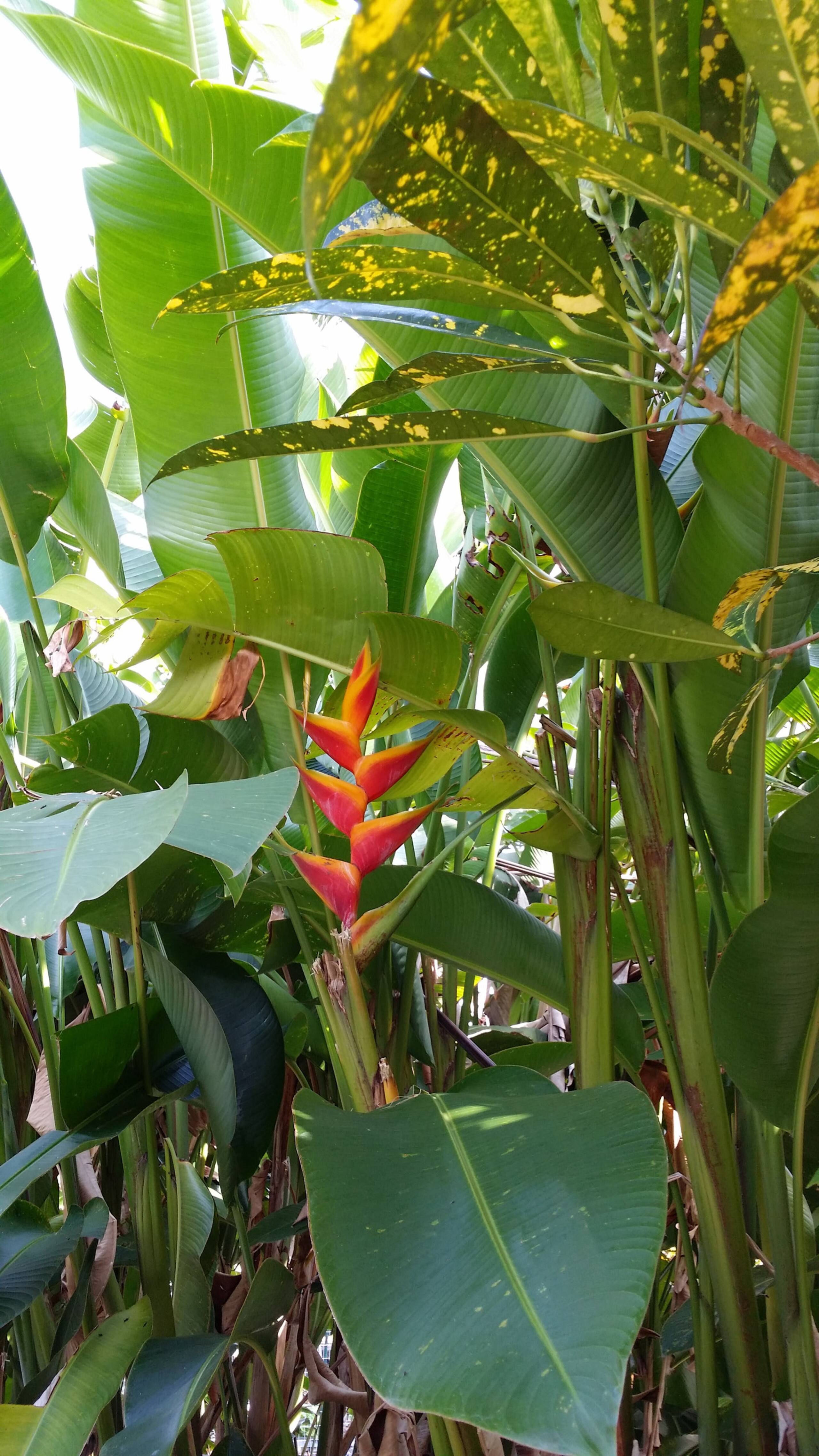 Home in Kailua-Kona · ★4.67 · 2 bedrooms · 3 beds · 1 private bath - Photo 27