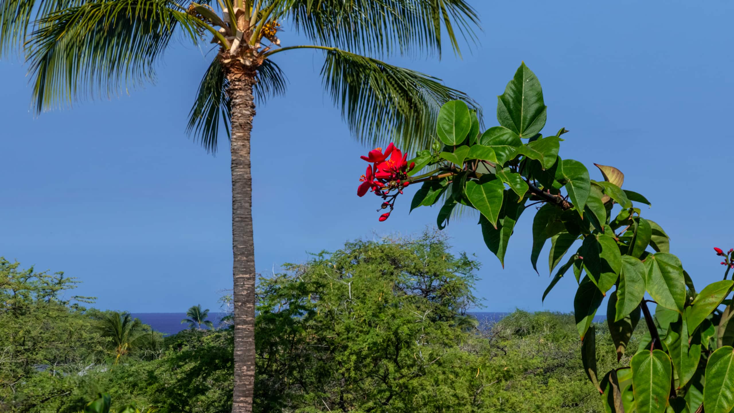Home in Waimea · ★5.0 · 3 bedrooms · 4 beds · 3.5 baths - Image 46