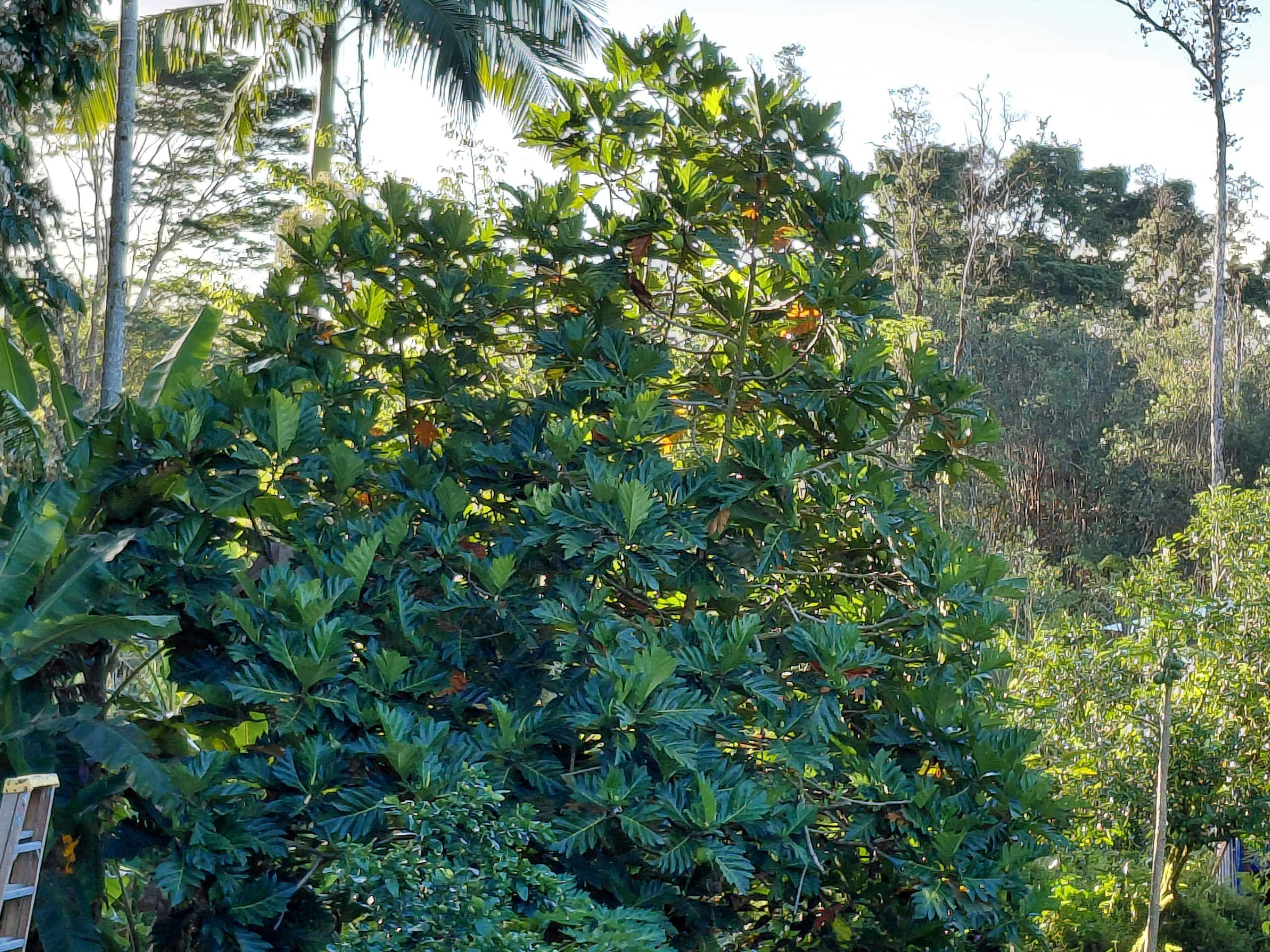 Jungle top suite nature escape ~ two king beds - Image 46