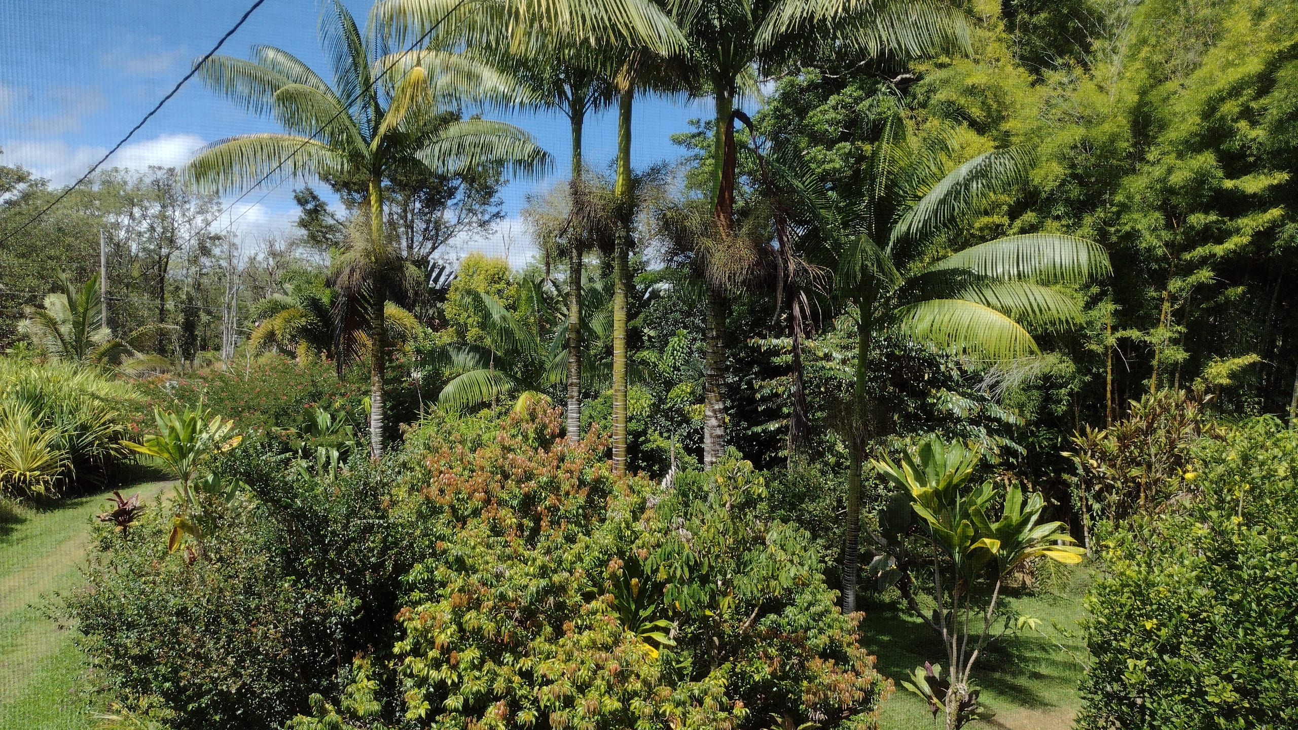 Jungle top suite nature escape ~ two king beds - Image 7