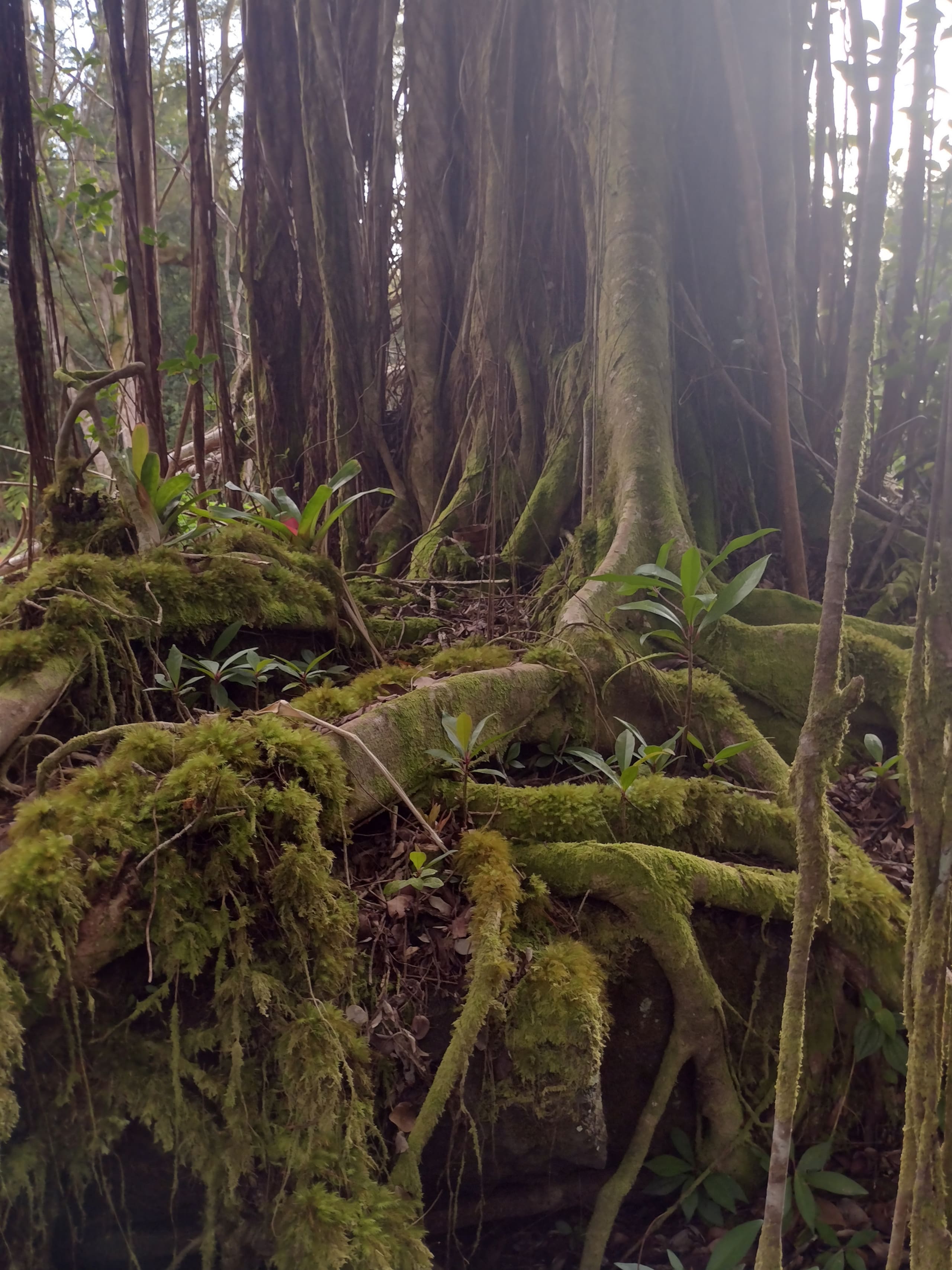 Jungle top suite nature escape ~ two king beds - Image 41
