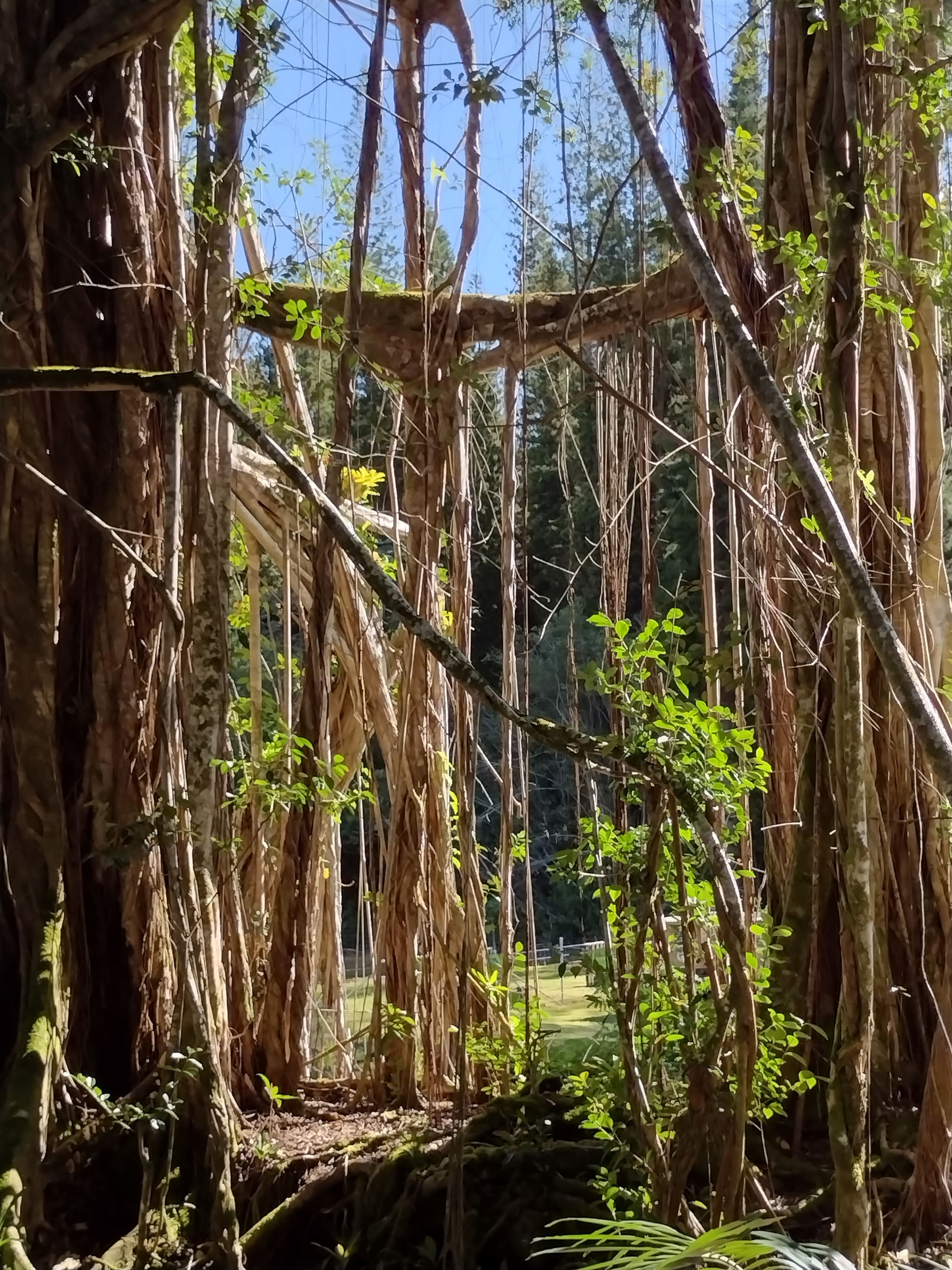 Jungle top suite nature escape ~ two king beds - Image 42