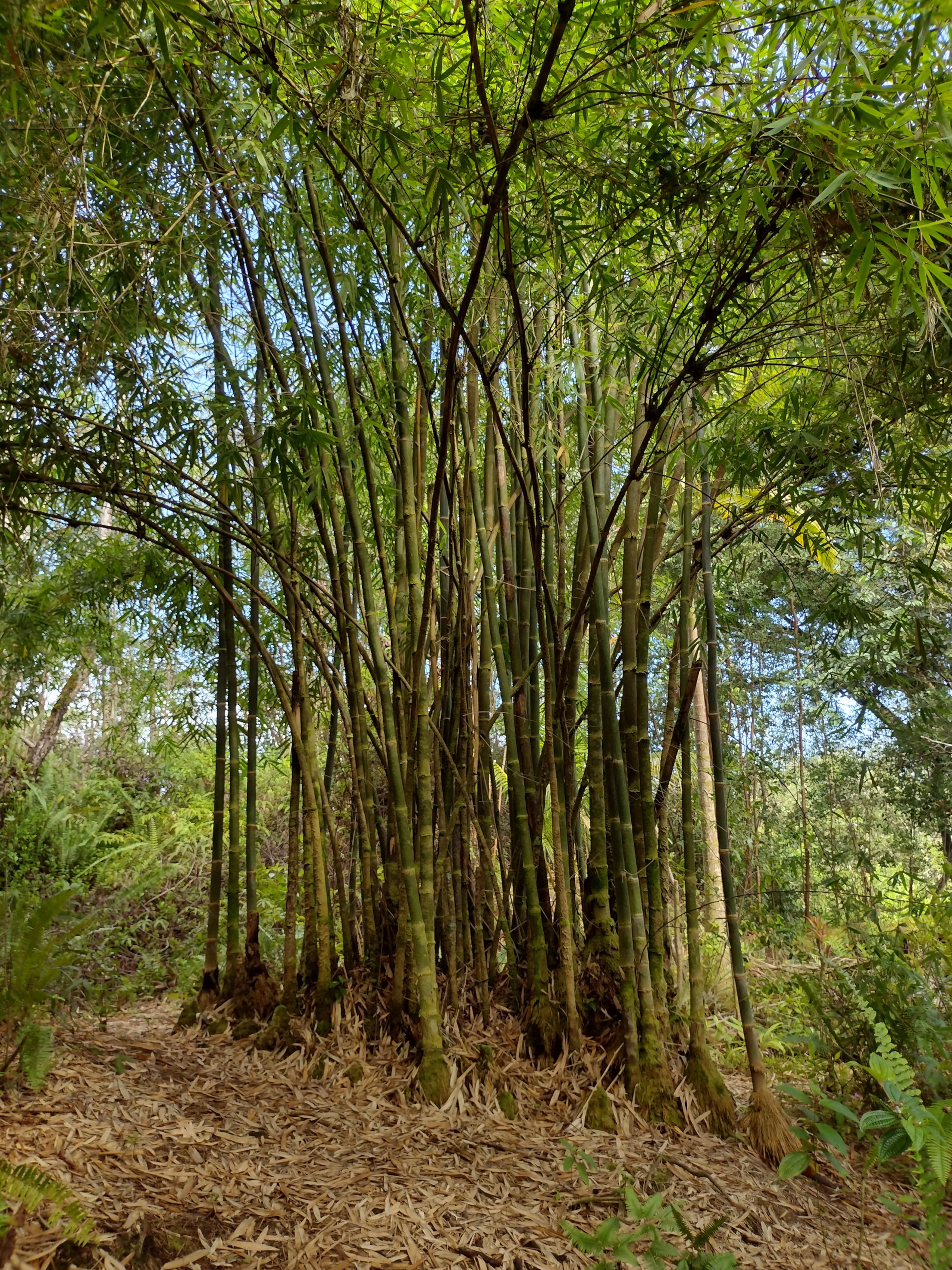 Jungle top suite nature escape ~ two king beds - Image 47