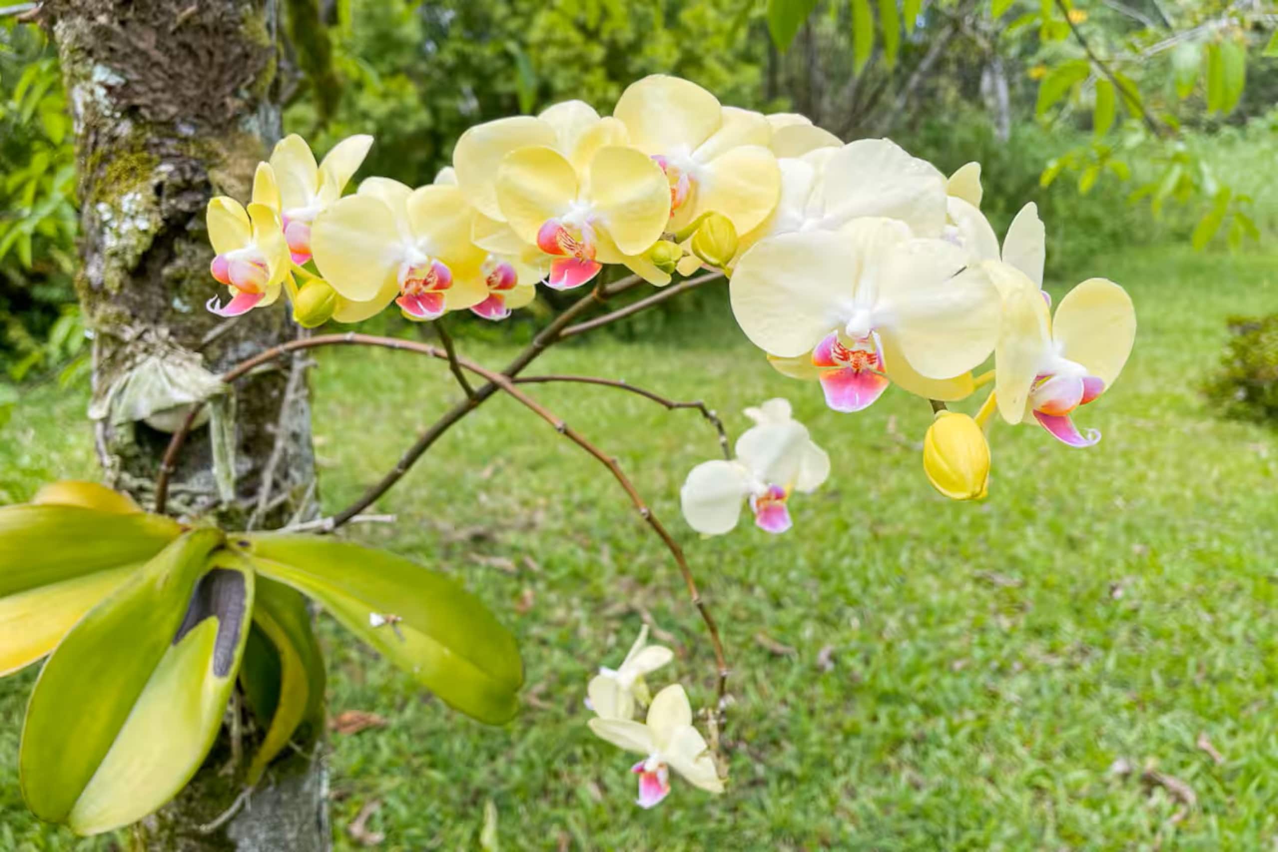 Home in Keaau · ★4.63 · 3 bedrooms · 3 beds · 2 private baths - Image 20