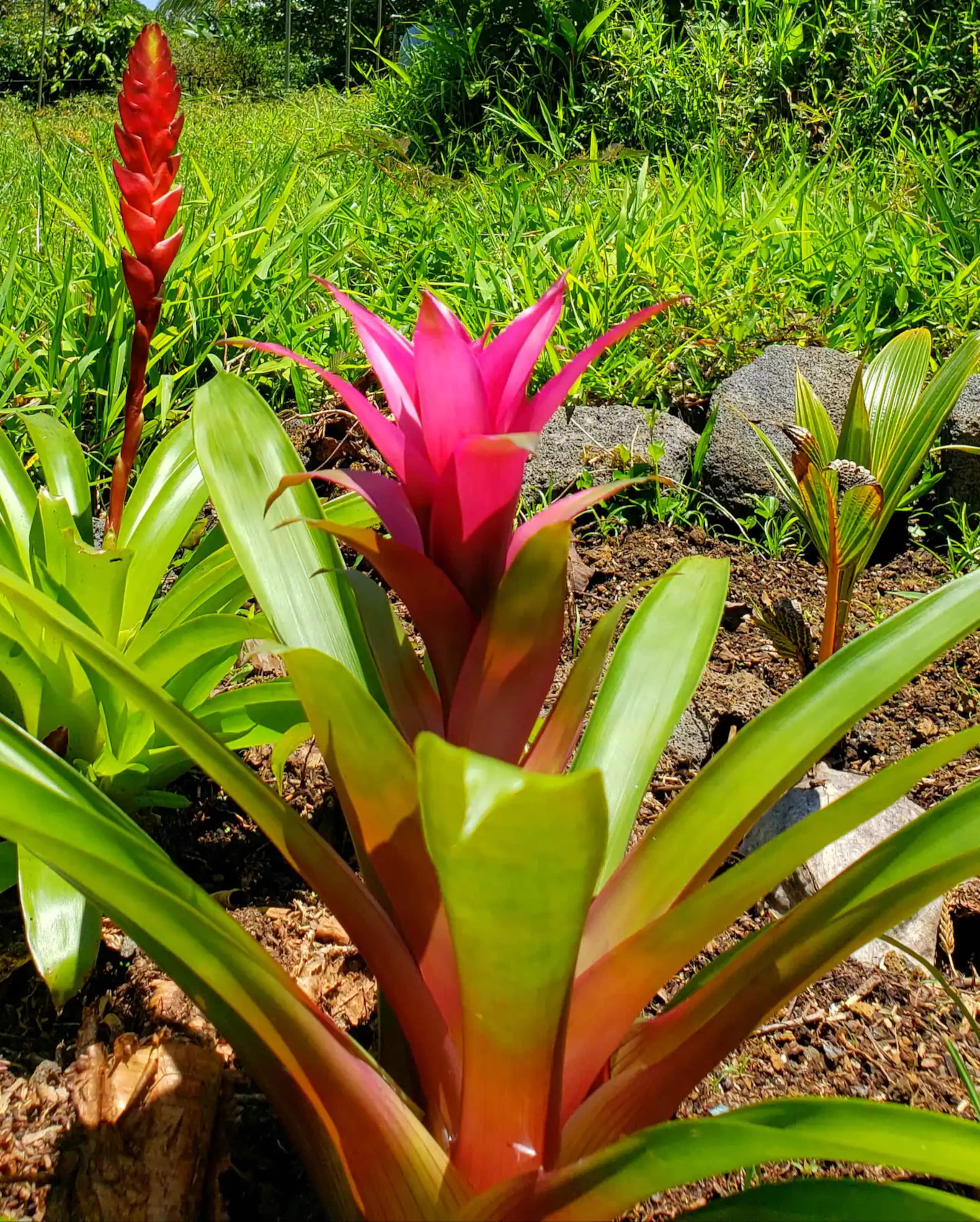 Home in Keaau · ★4.63 · 3 bedrooms · 3 beds · 2 private baths - Image 19