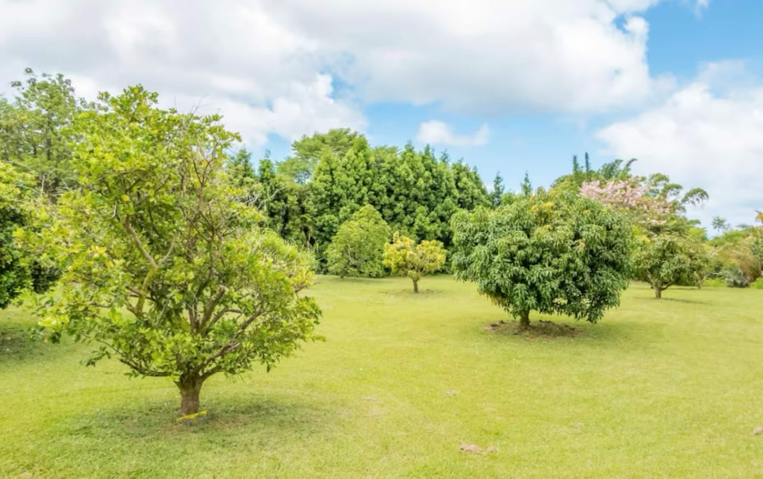 Cabin in Pahoa · ★4.89 · 1 bedroom · 1 bed · 1 private bath - Image 45