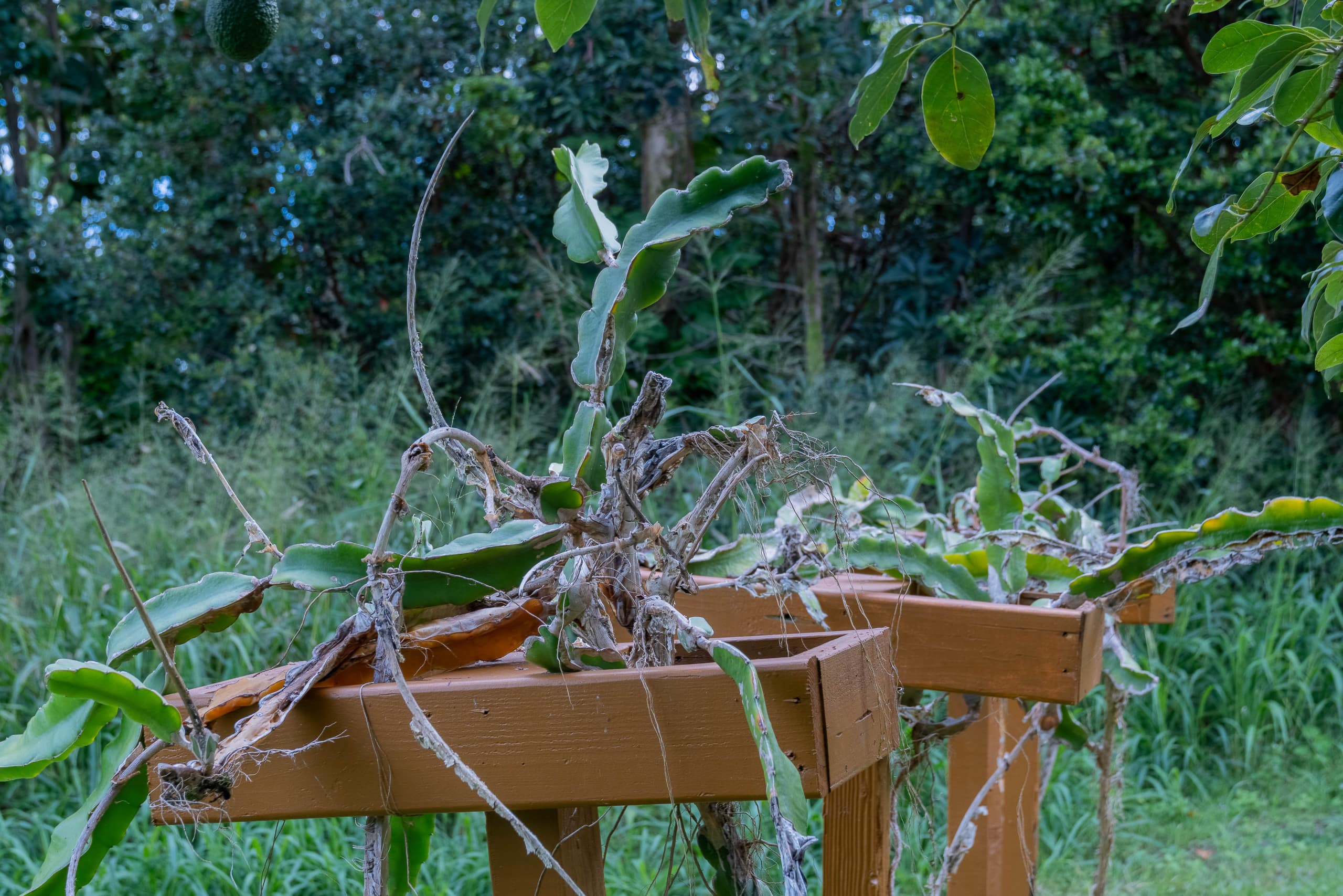 Cabin in Pahoa · ★4.89 · 1 bedroom · 1 bed · 1 private bath - Image 48