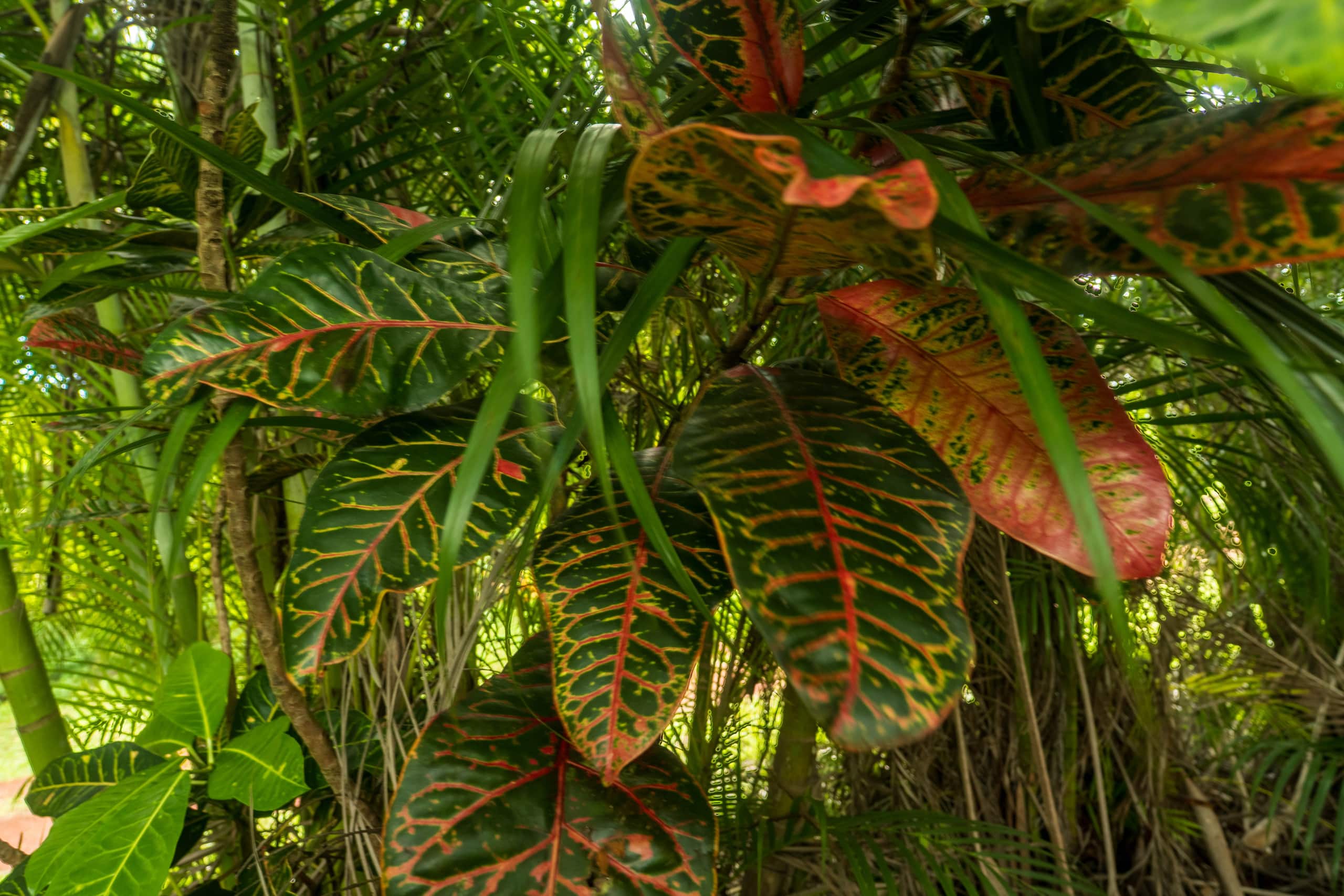Cabin in Pahoa · ★4.89 · 1 bedroom · 1 bed · 1 private bath - Image 51