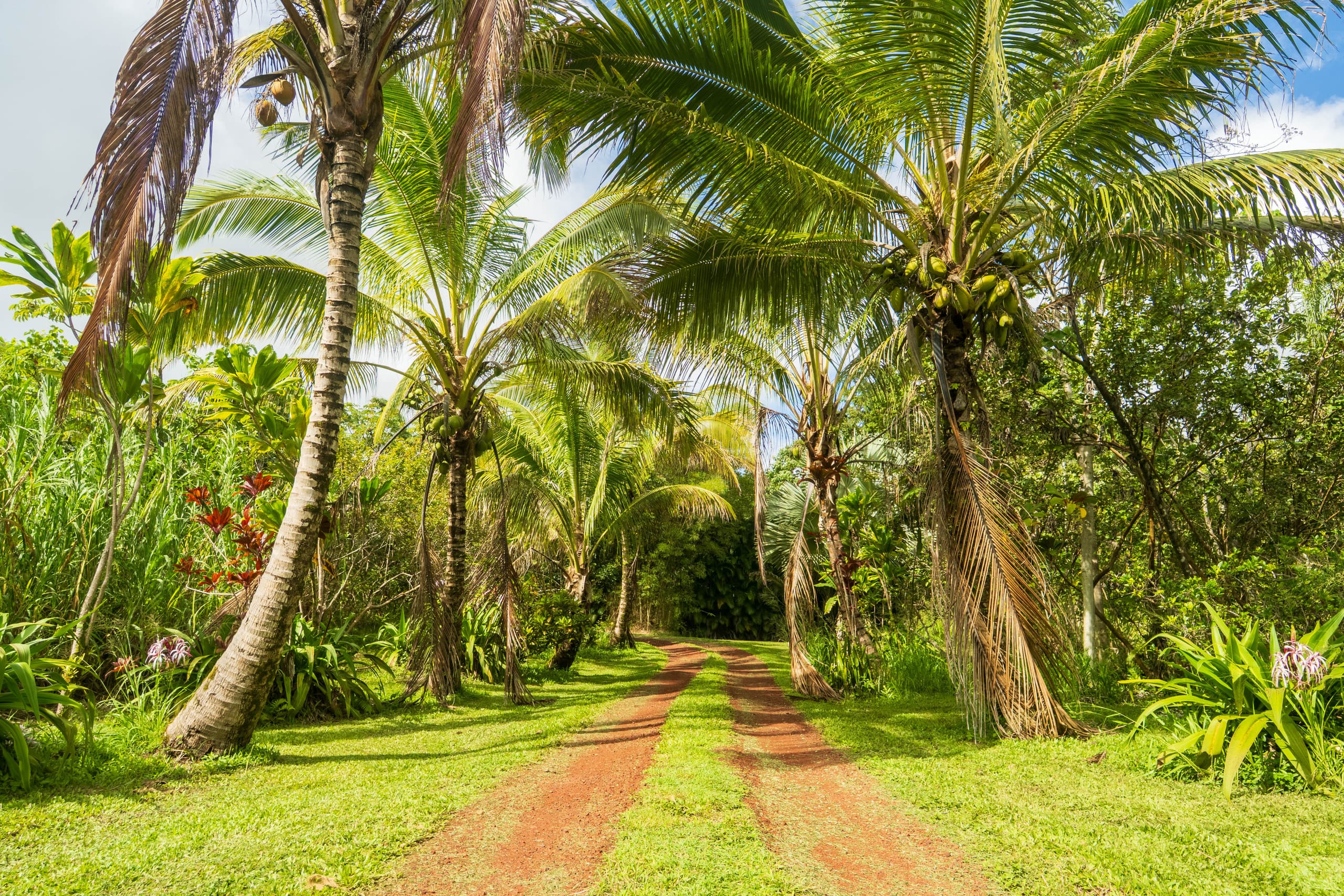 Cabin in Pahoa · ★4.89 · 1 bedroom · 1 bed · 1 private bath - Image 46