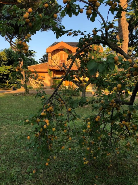 A Villa near the Lake of Castel Gandolfo