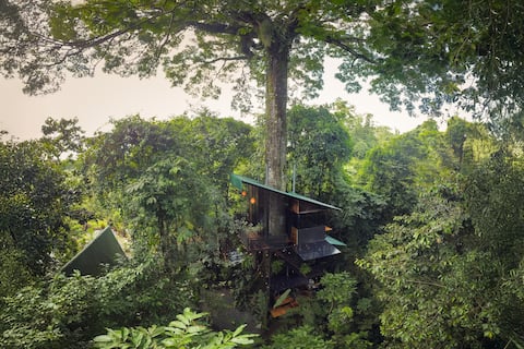 Giant Tree House